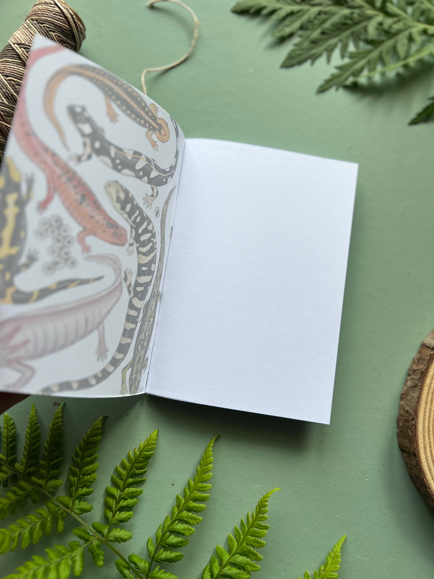 Salamander Pocket Notebook
