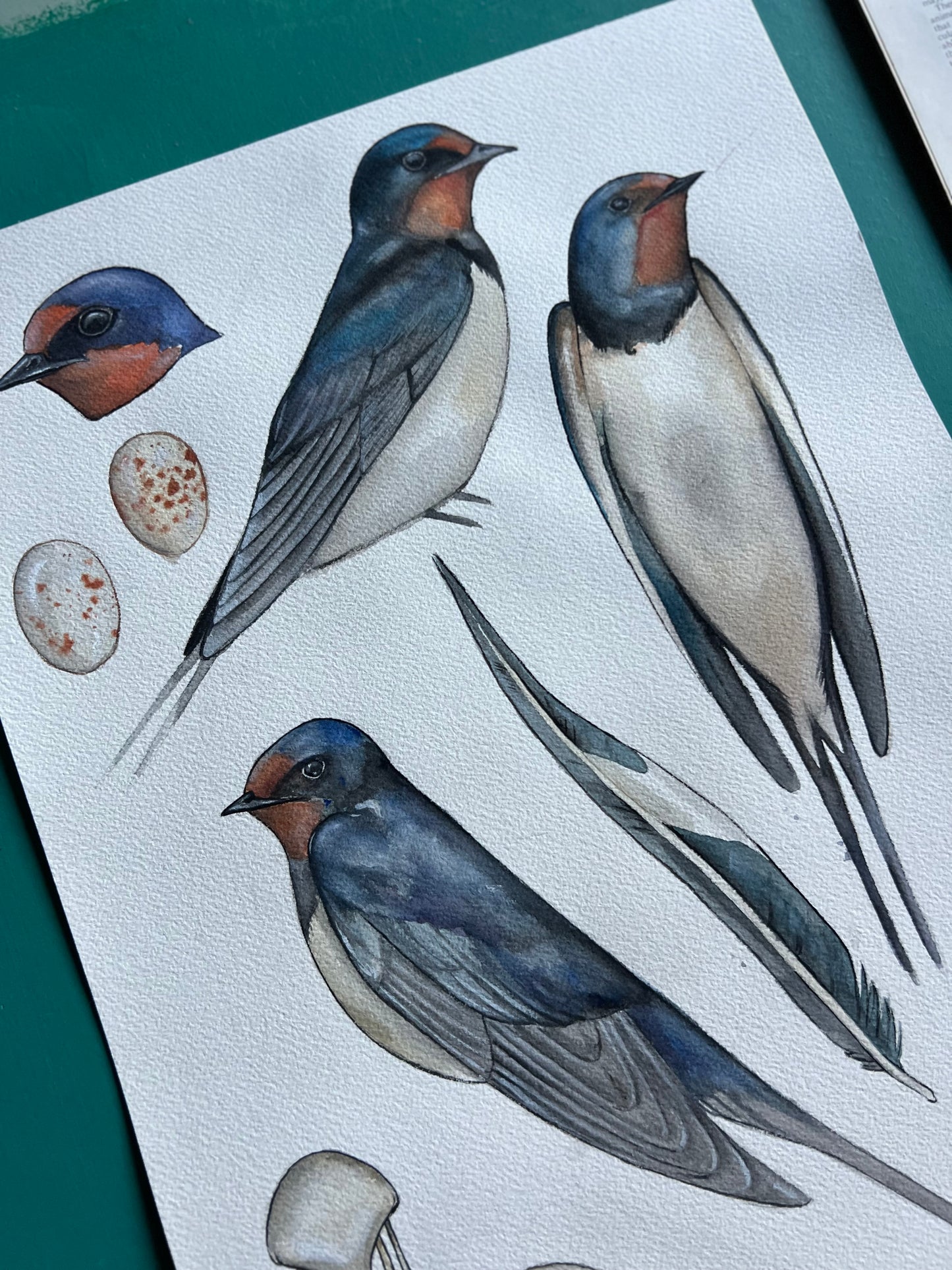 Swallow Study 11.7” x 16.5” (A3)