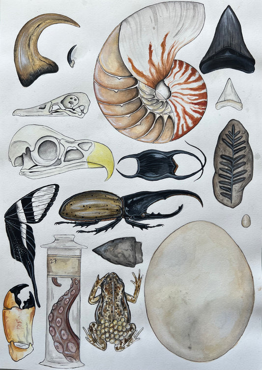 Natural Curiosities 11.7” x 16.5”