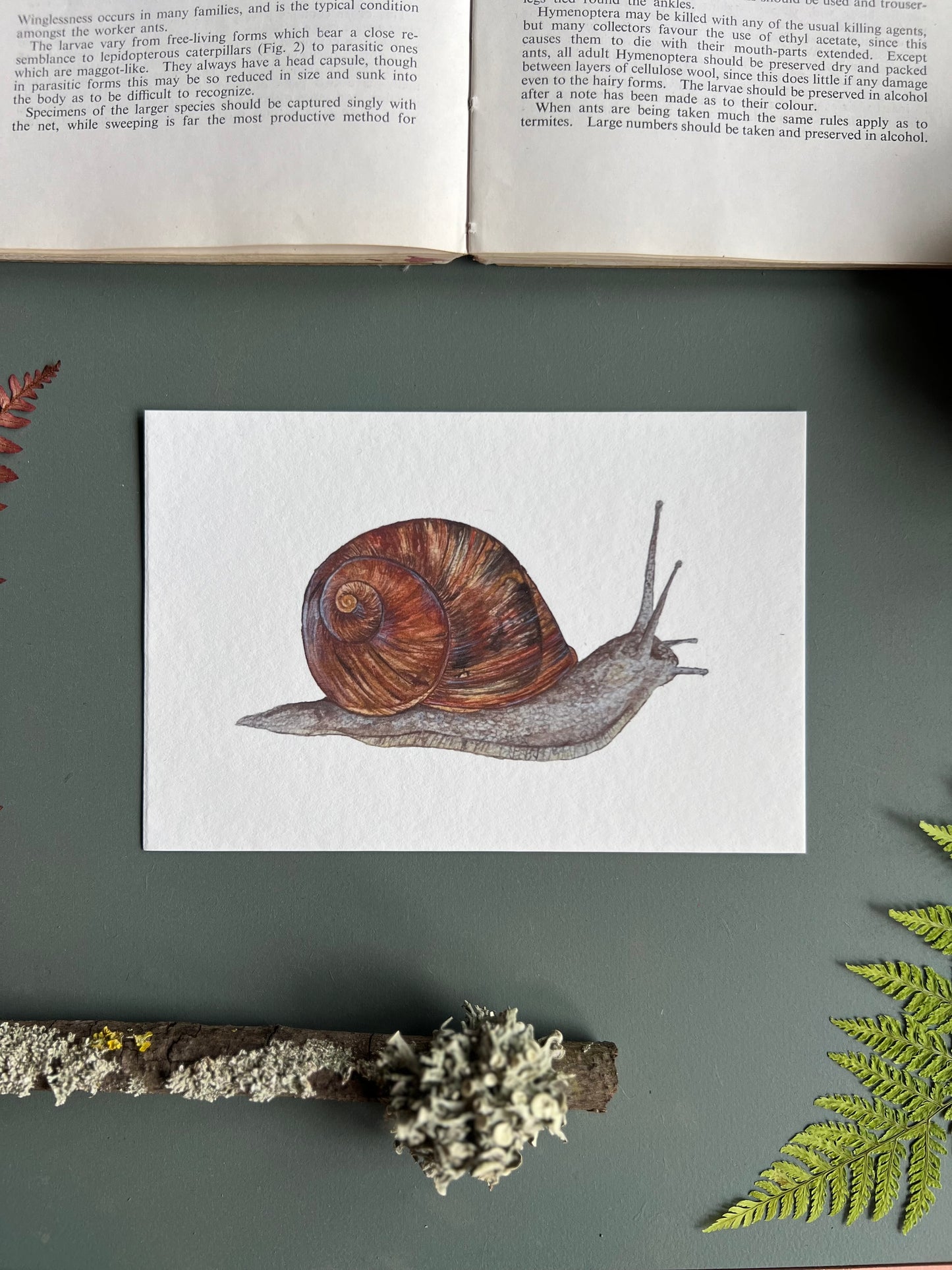 Garden Snail