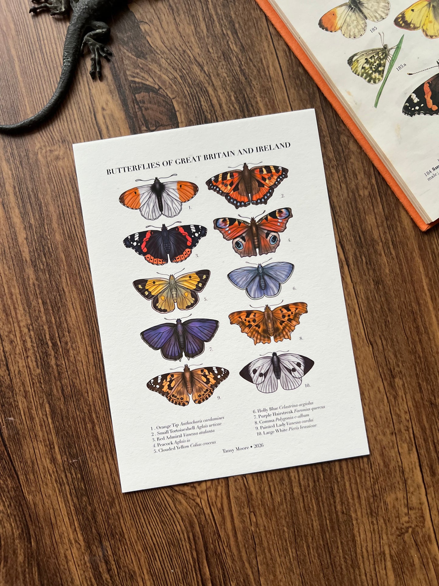 Butterflies of Great Britain and Ireland Print