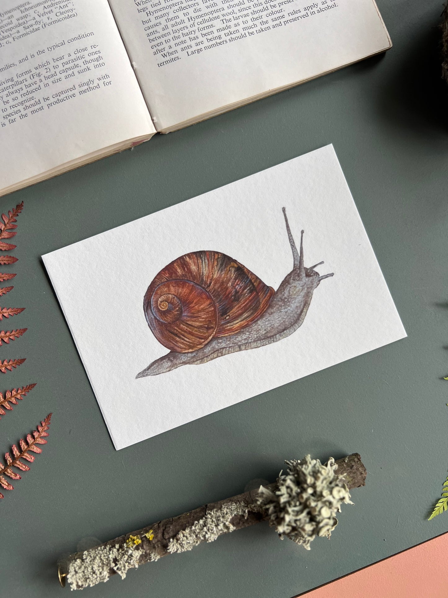 Garden Snail