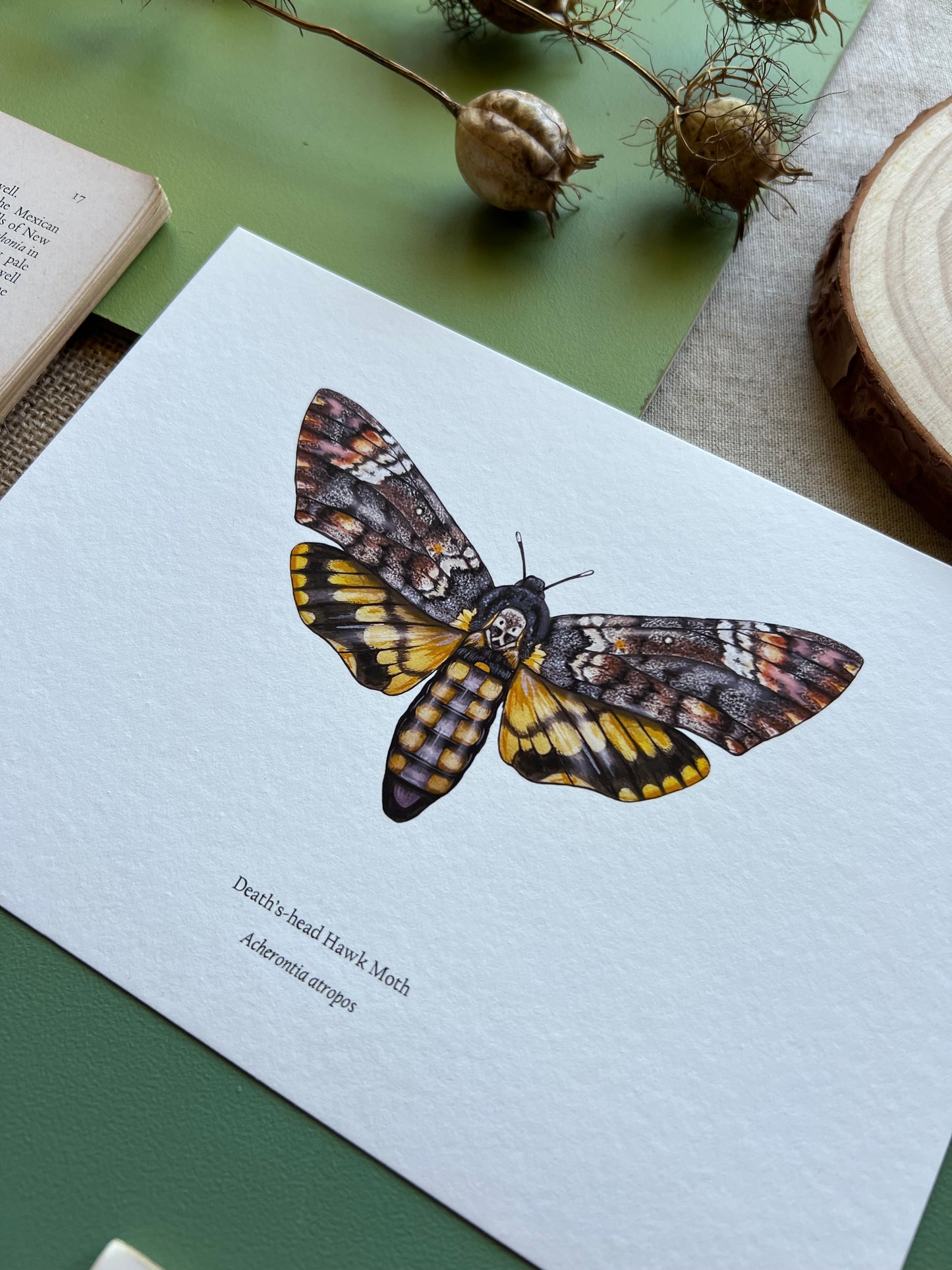 Deaths-head Hawk Moth Print