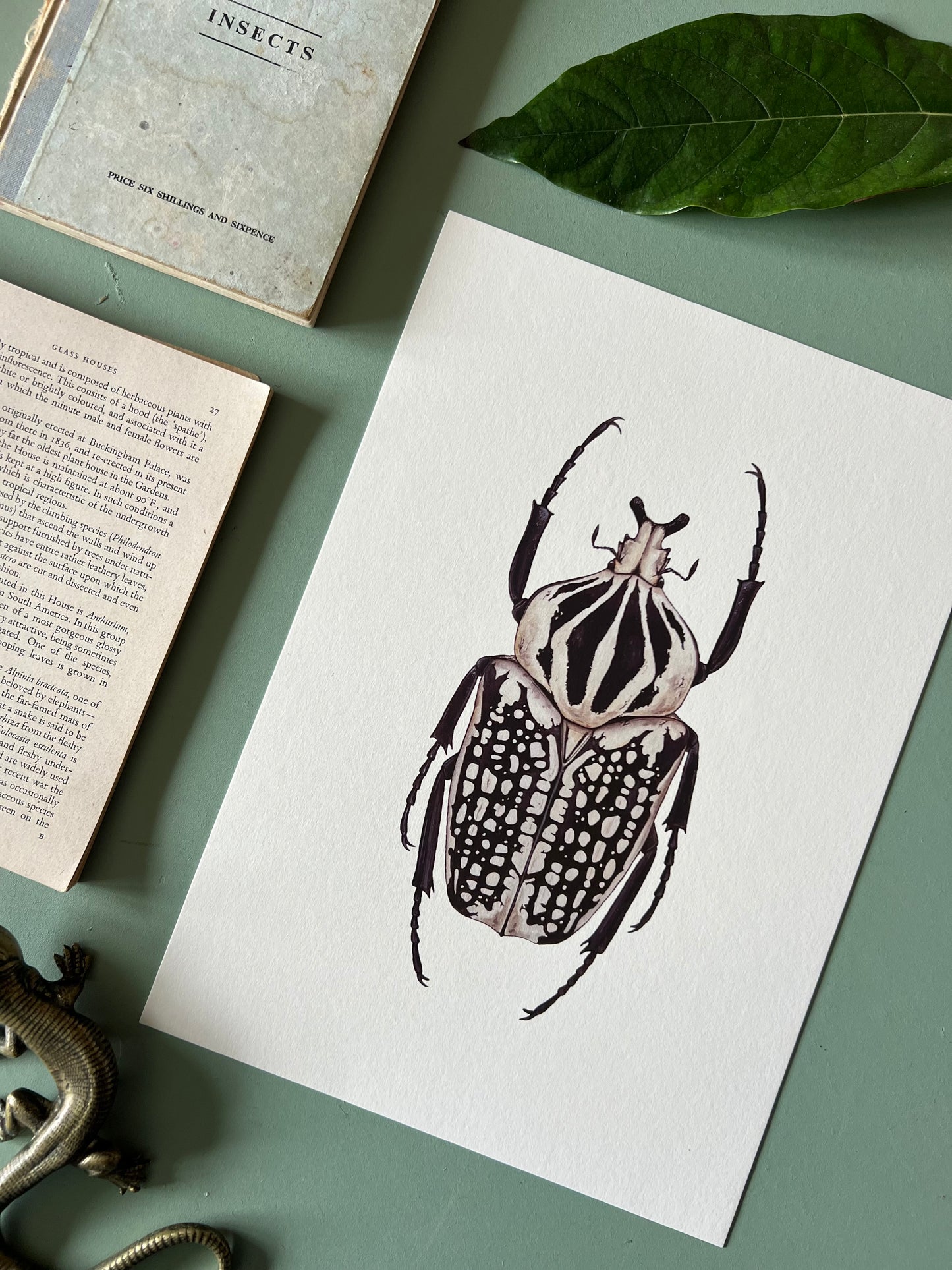 Goliath orientalis Print