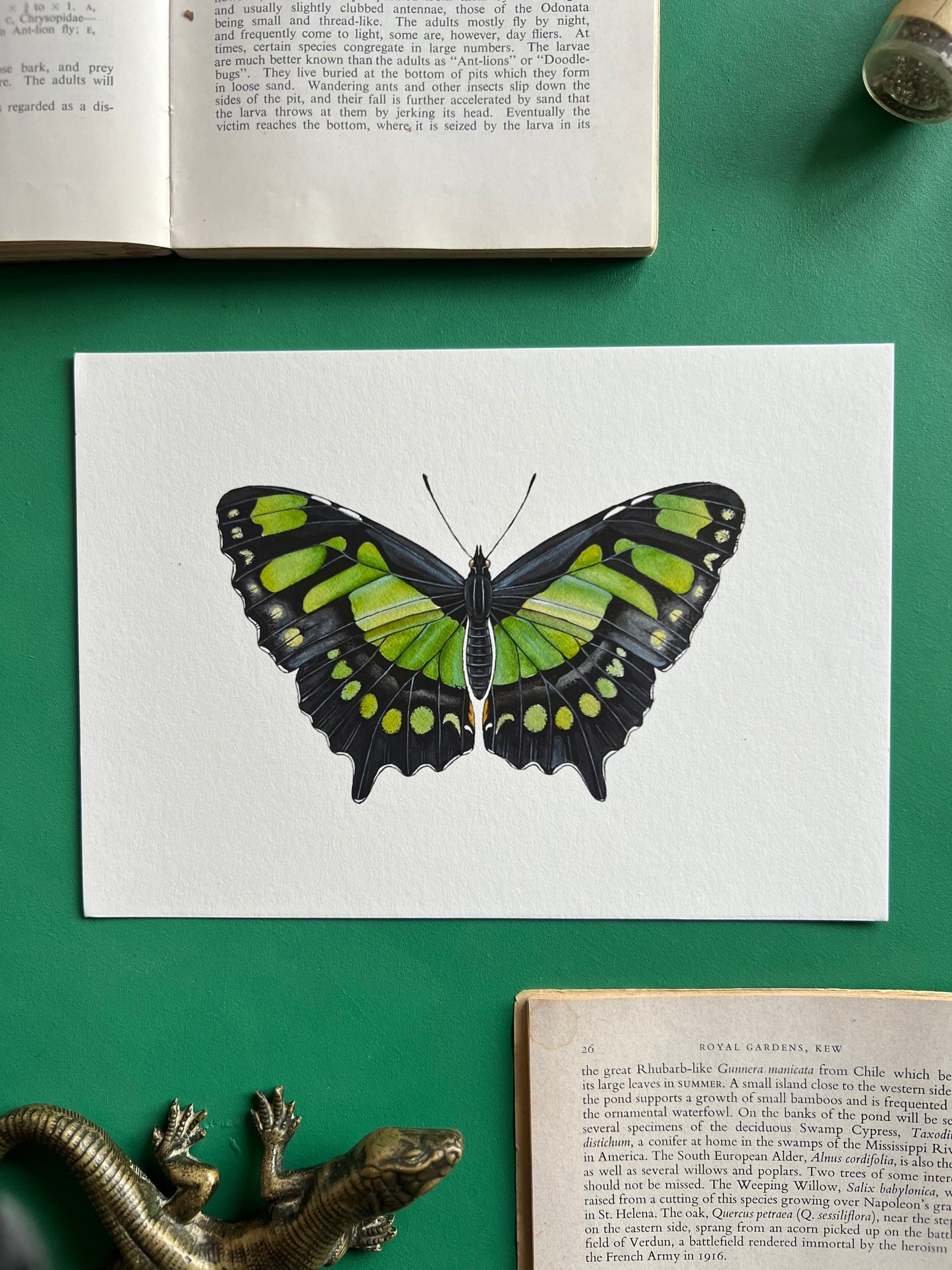 Malachite Butterfly
