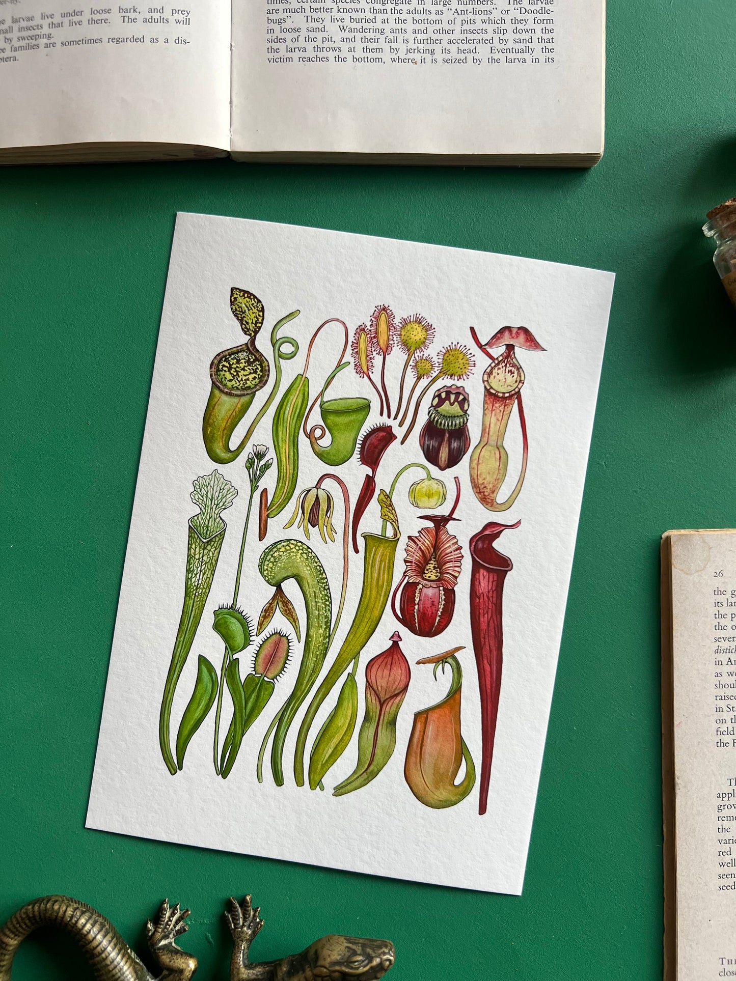 Carnivorous Plants Print