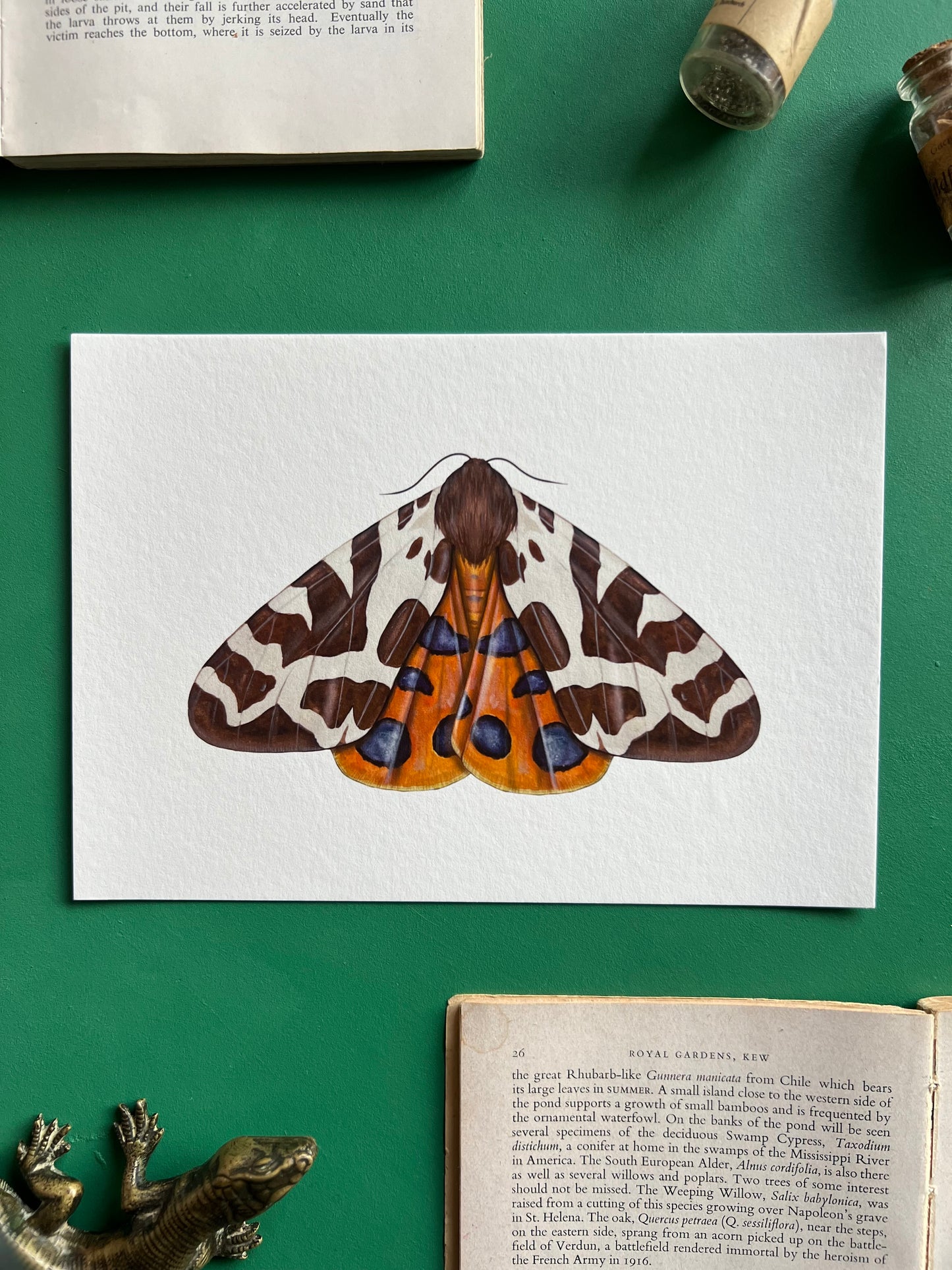 Garden Tiger Moth Print