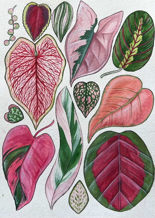 Pink Houseplants