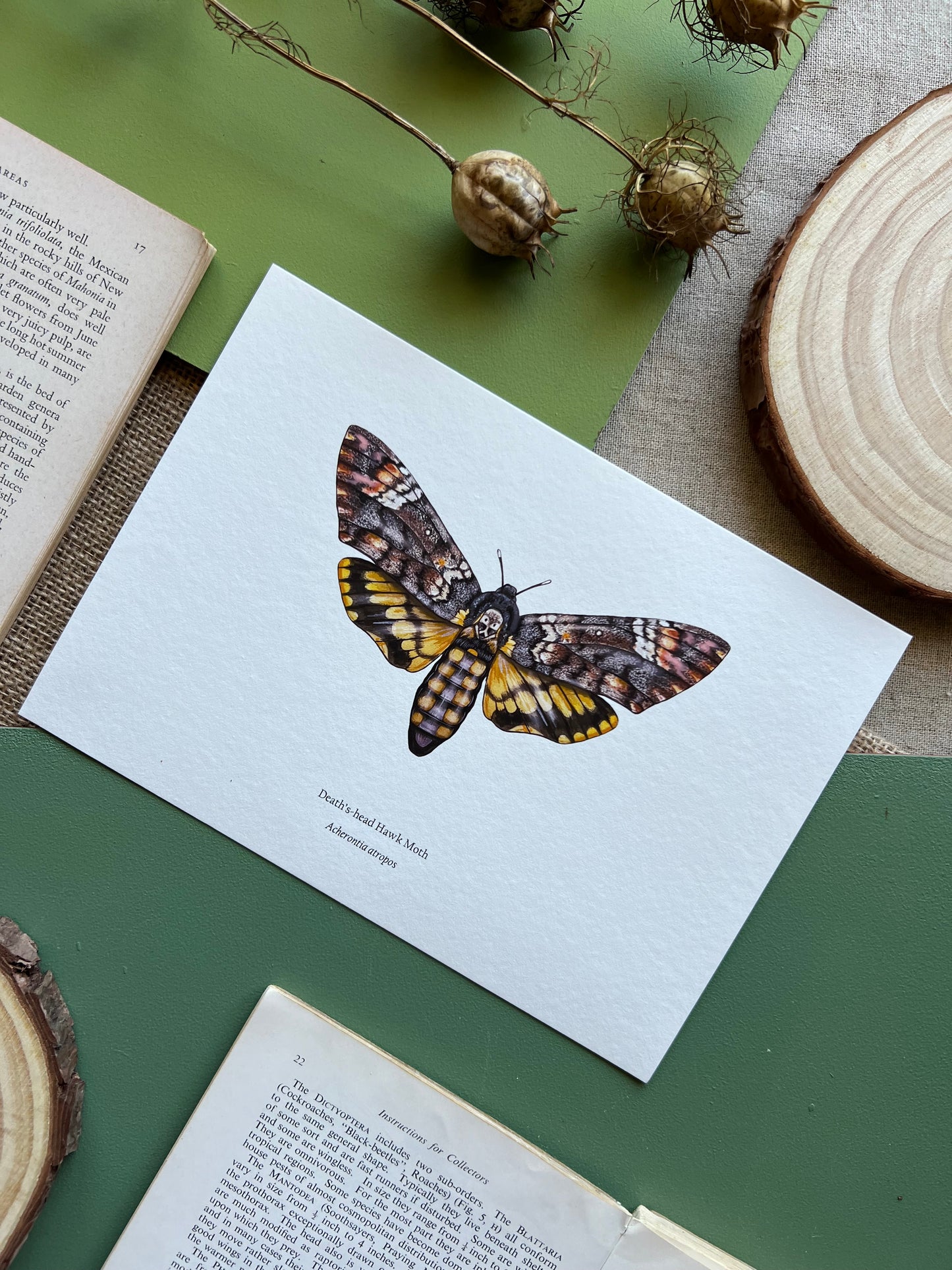 Deaths-head Hawk Moth Print