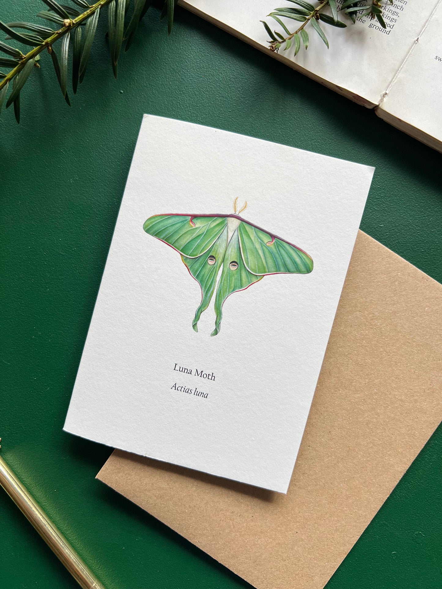 Luna Moth Card