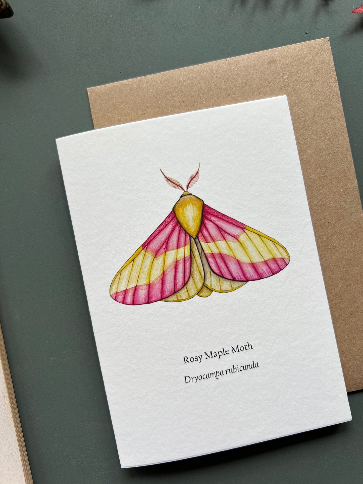 Rosy Maple Moth Card