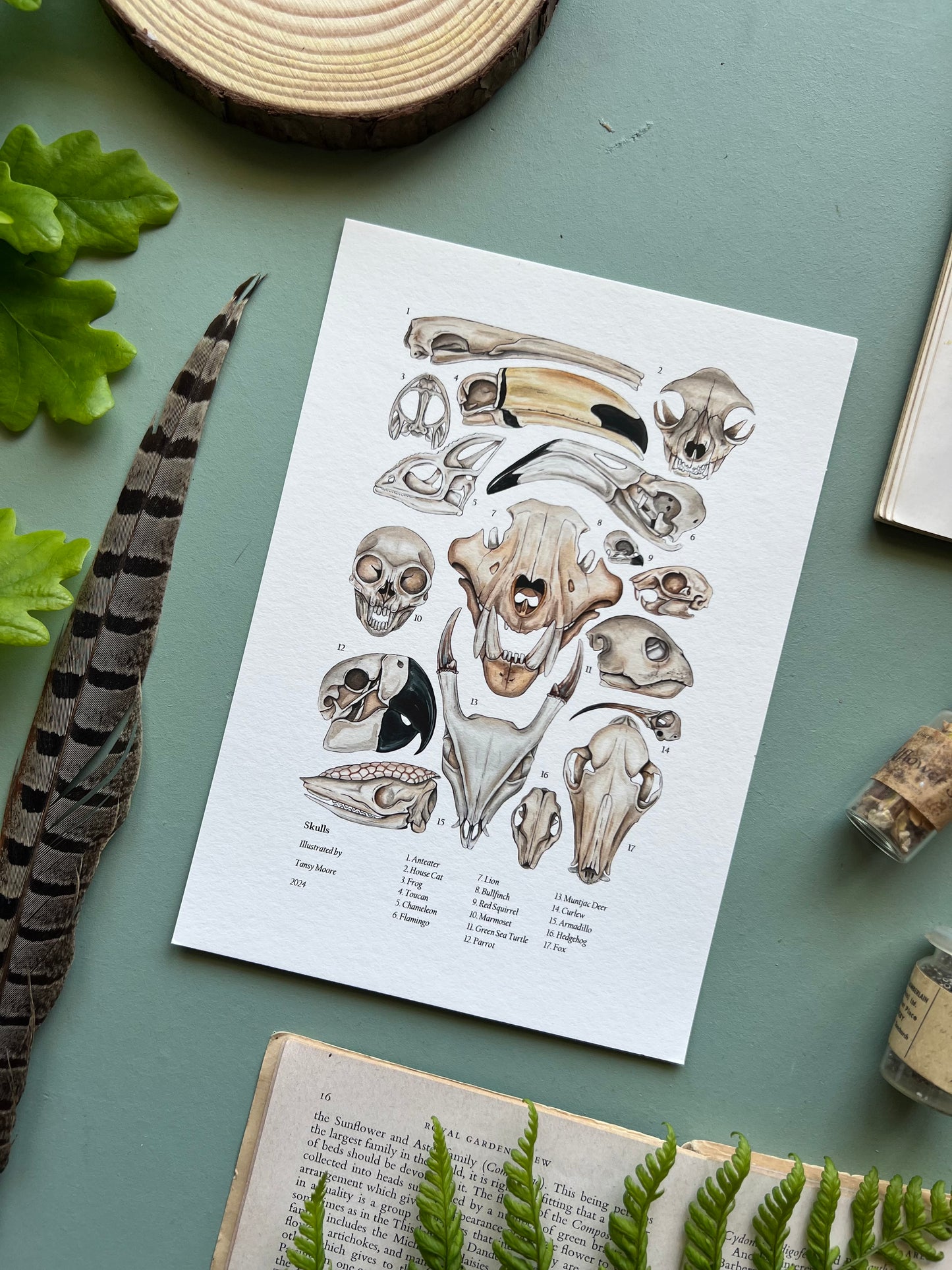 Skulls