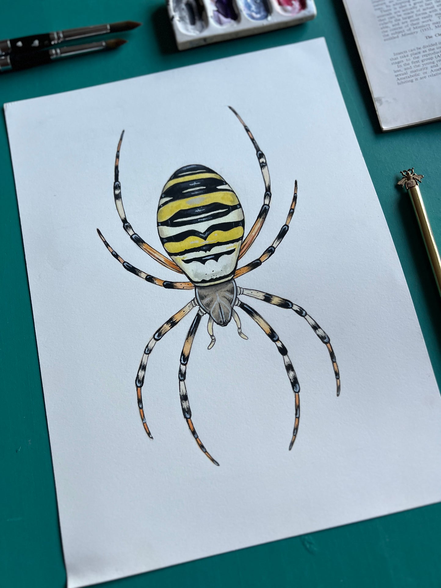 Wasp Spider