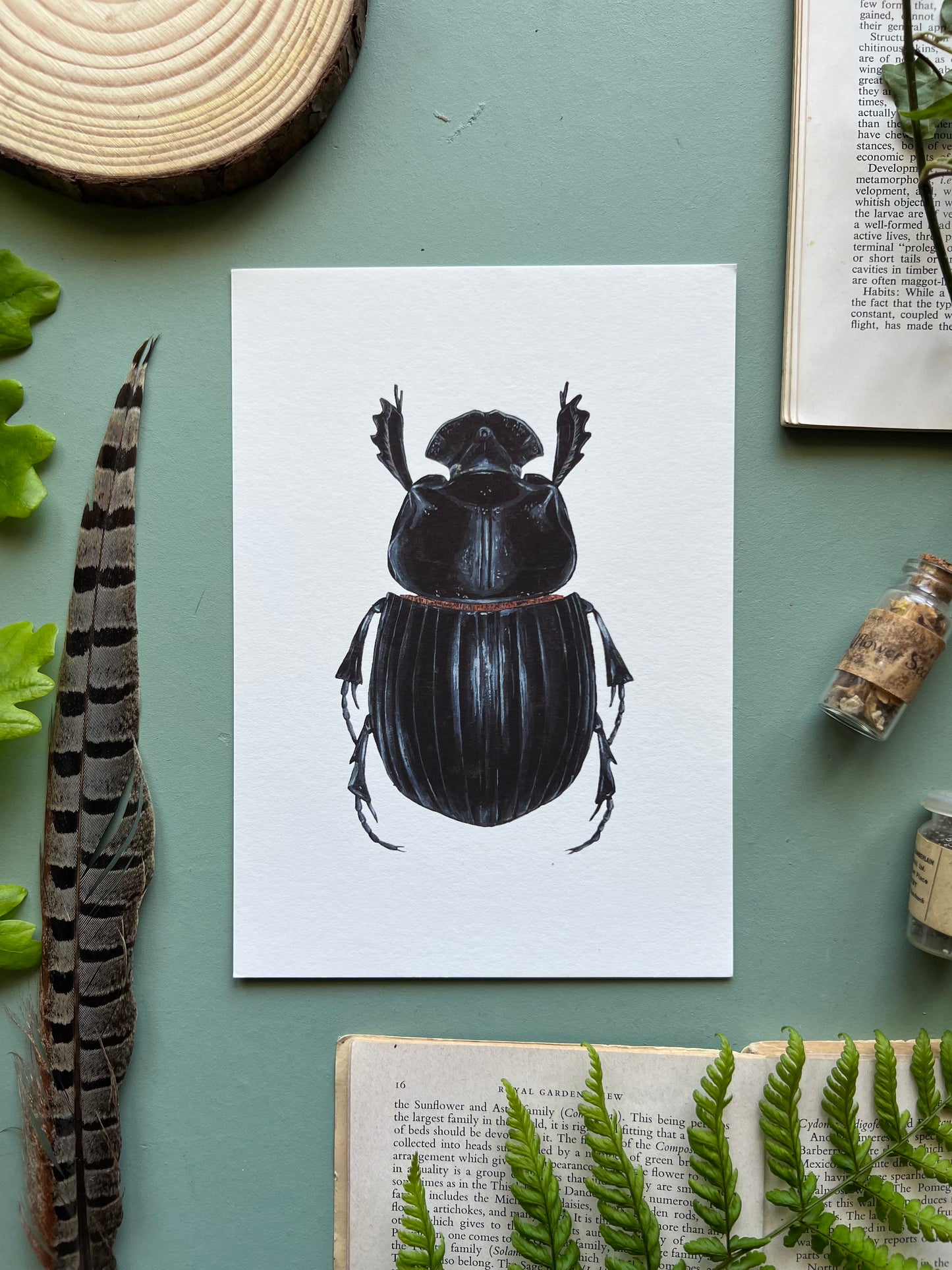 Horned Dung Beetle