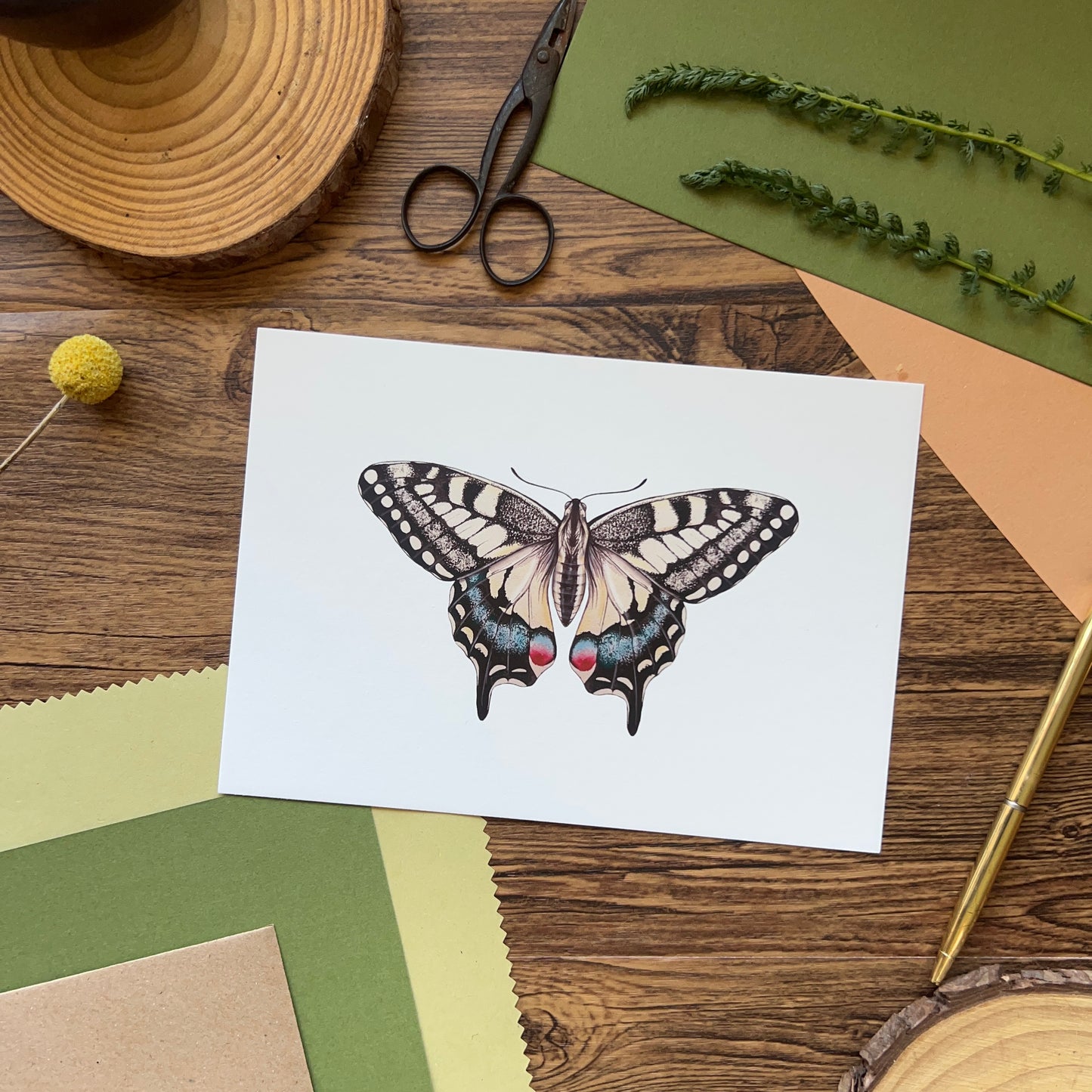 British Swallowtail