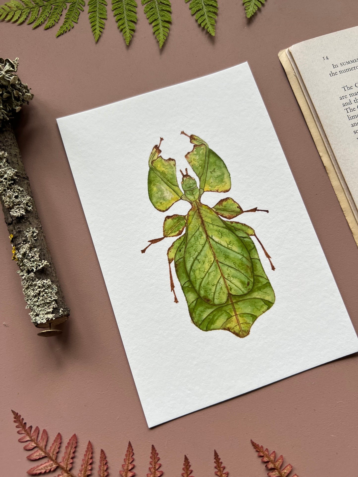 Giant Leaf Insect