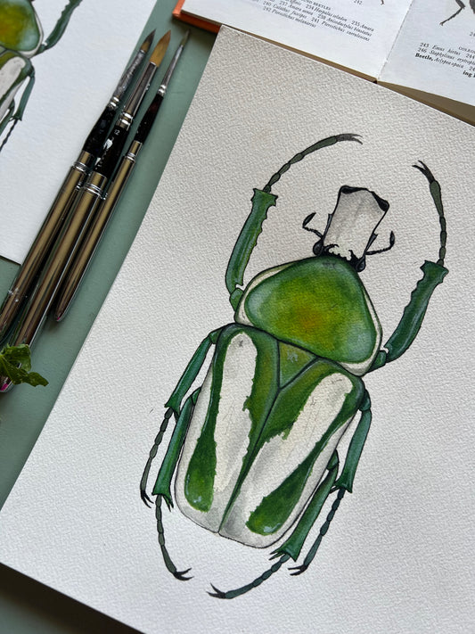 Regal Fruit Chafer