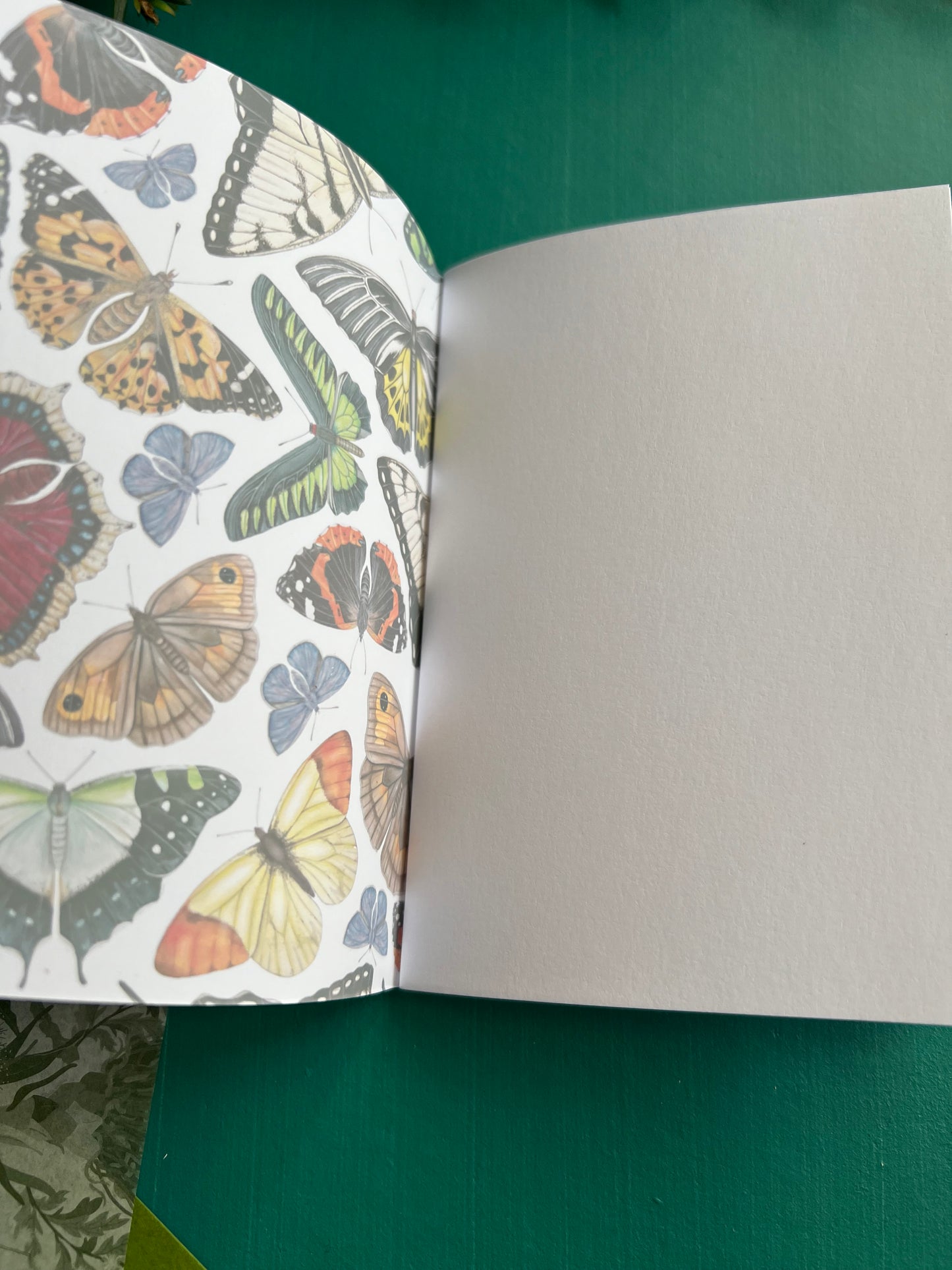 Butterflies Pocket Notebook