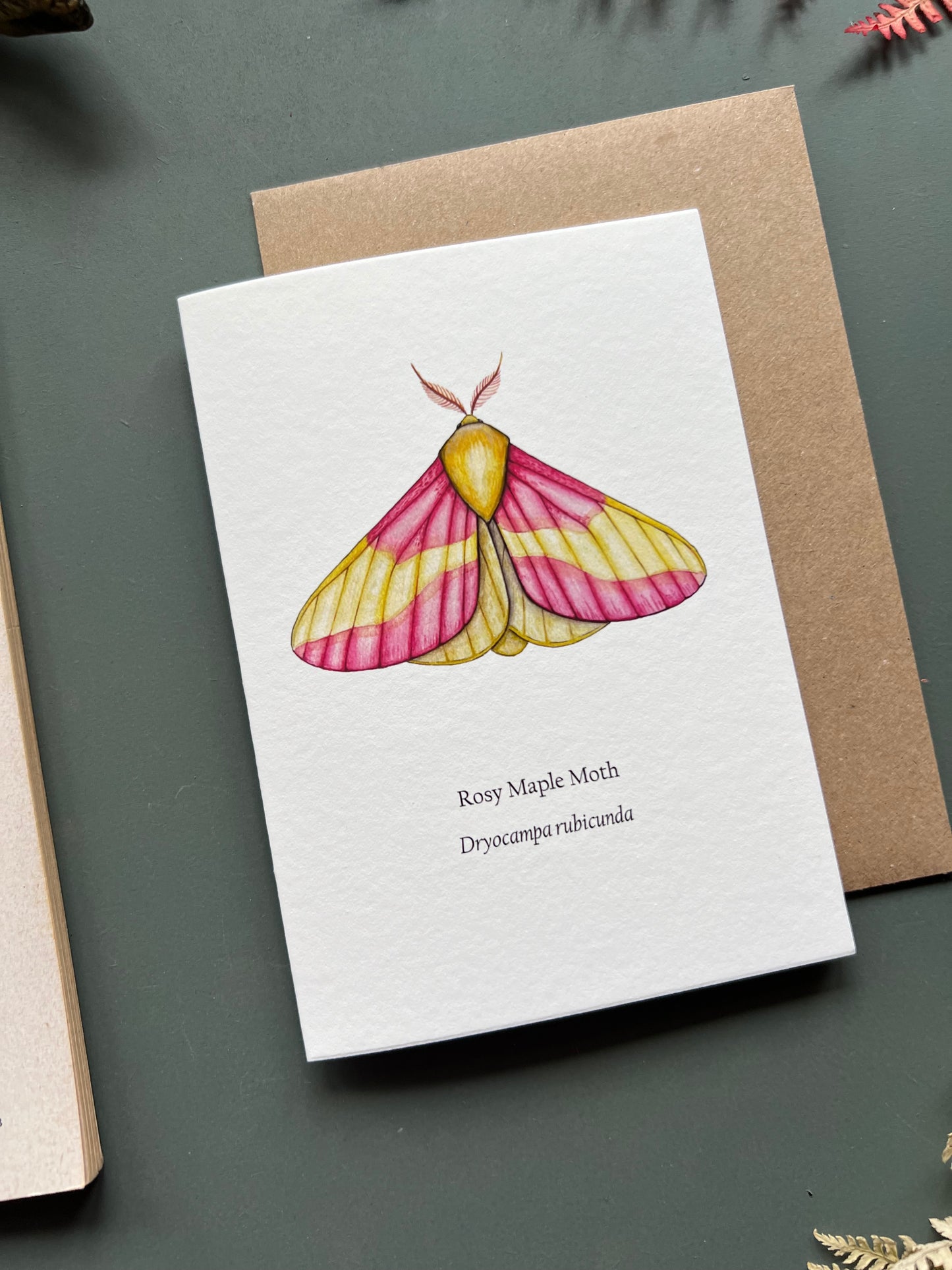 Rosy Maple Moth Card