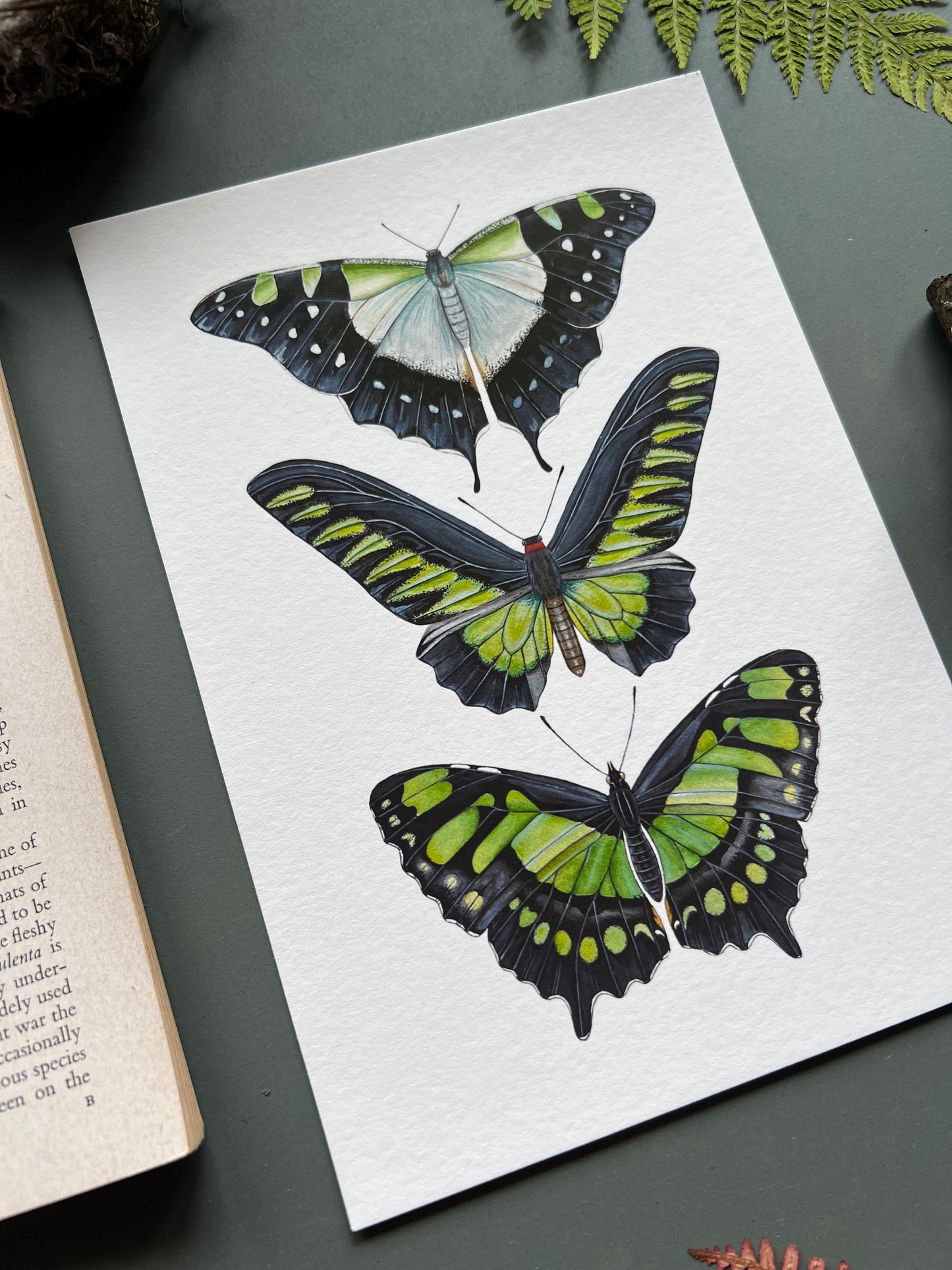 Green Butterfly Species