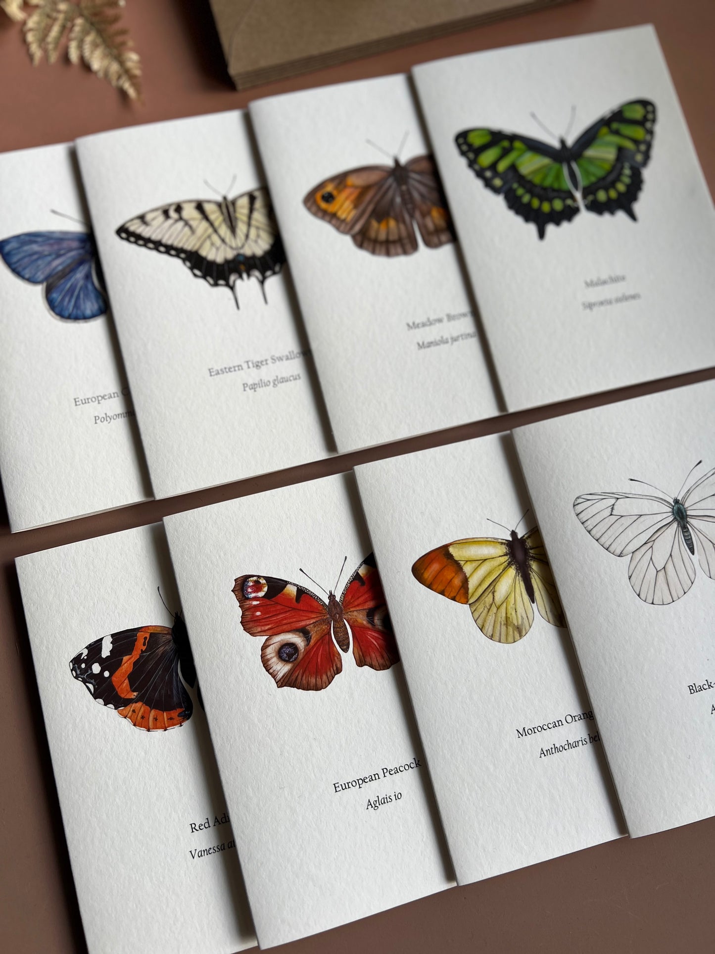 Butterfly Card Set