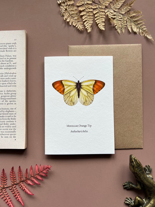 Moroccan Orange Tip Card