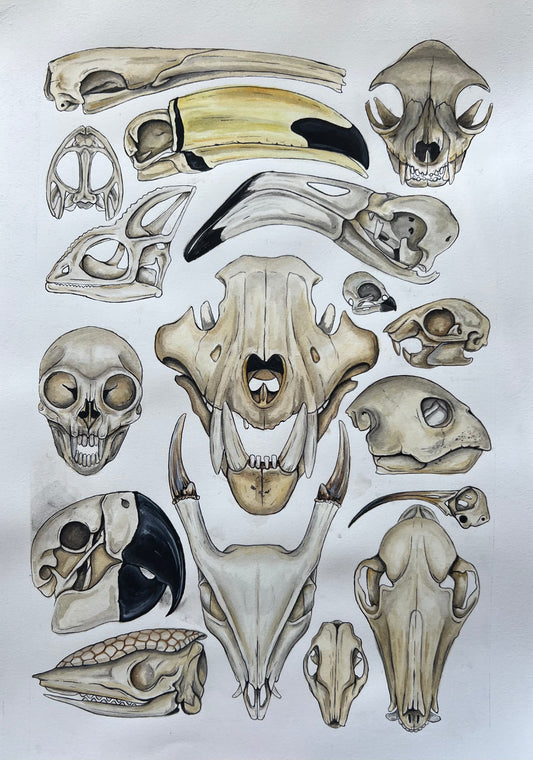 Skulls 11.5” x 16.5”