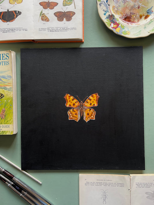 Comma Butterfly