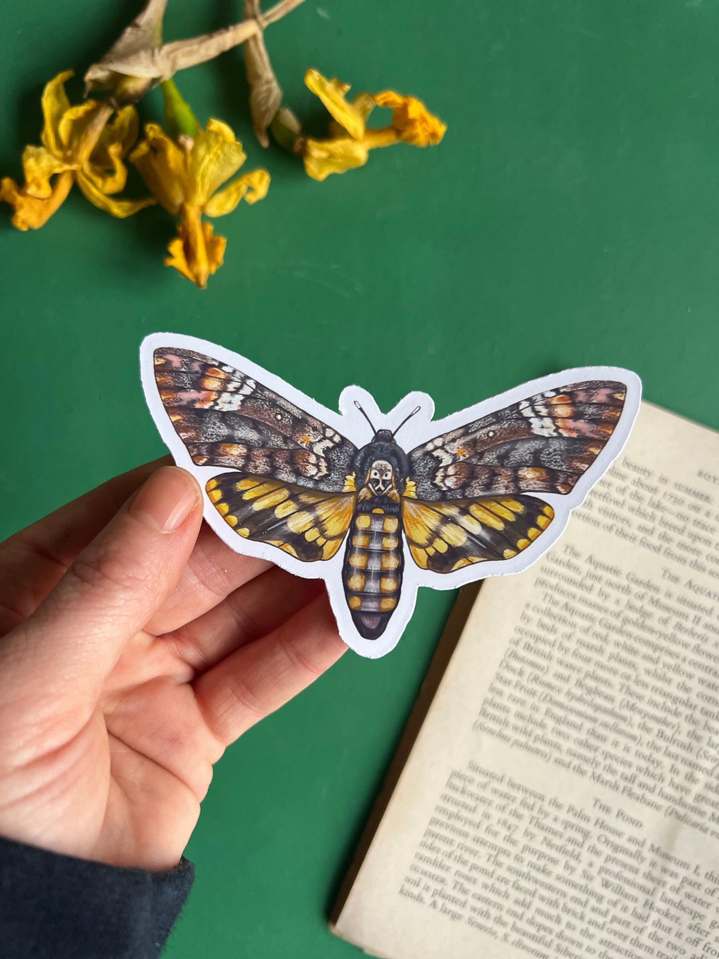 Deaths-head Hawkmoth Sticker