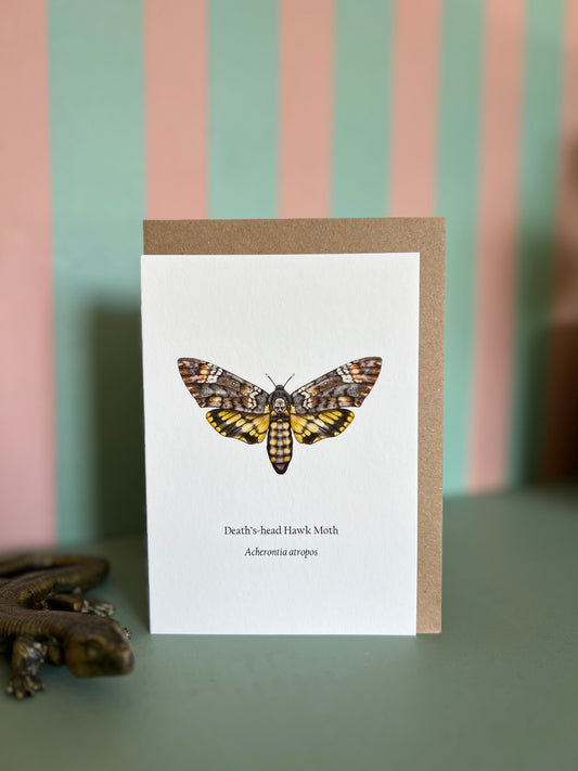 Deaths-head Hawk Moth Card