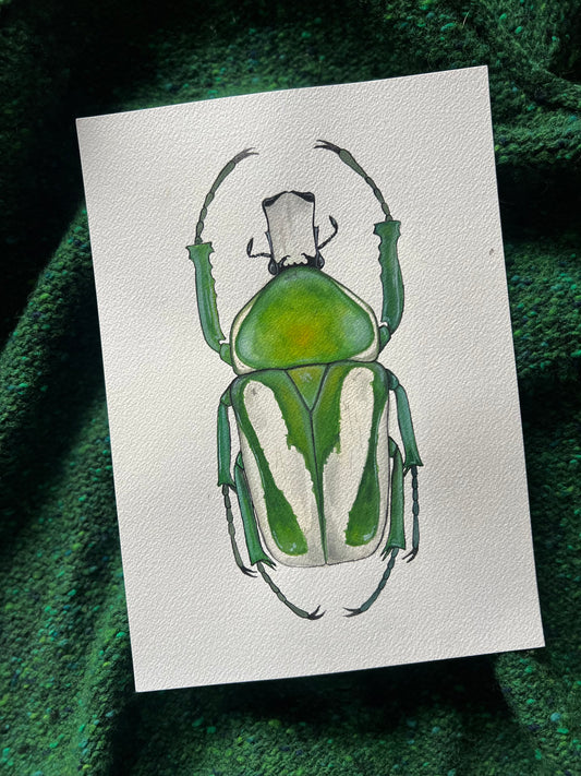 Regal Flower Chafer