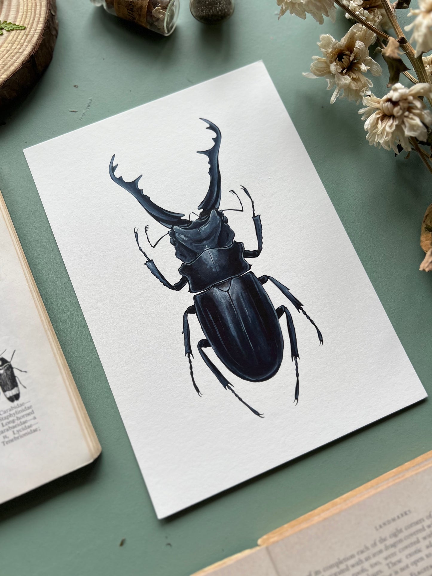 Giraffe Stag Beetle