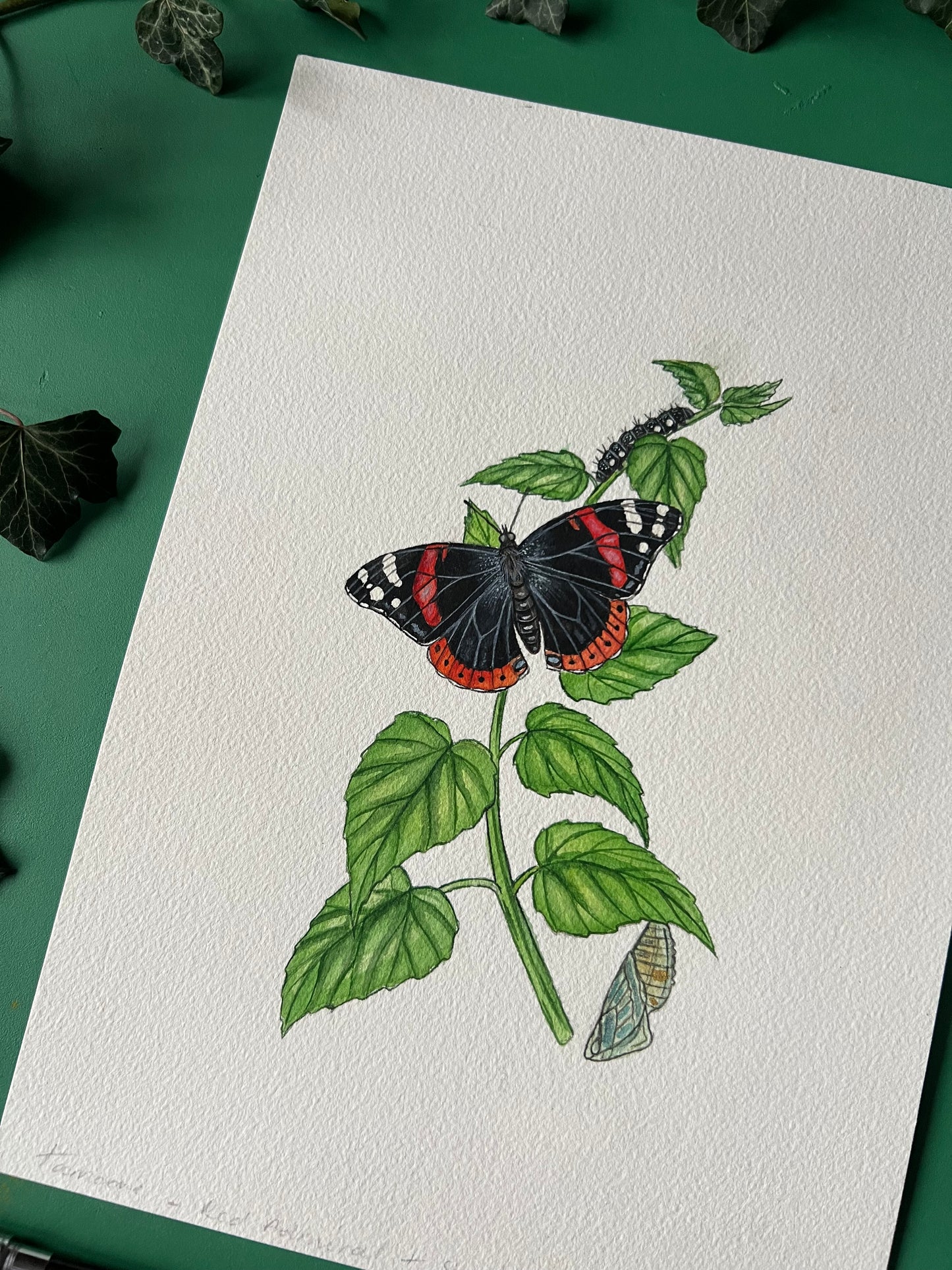 Red Admiral Study