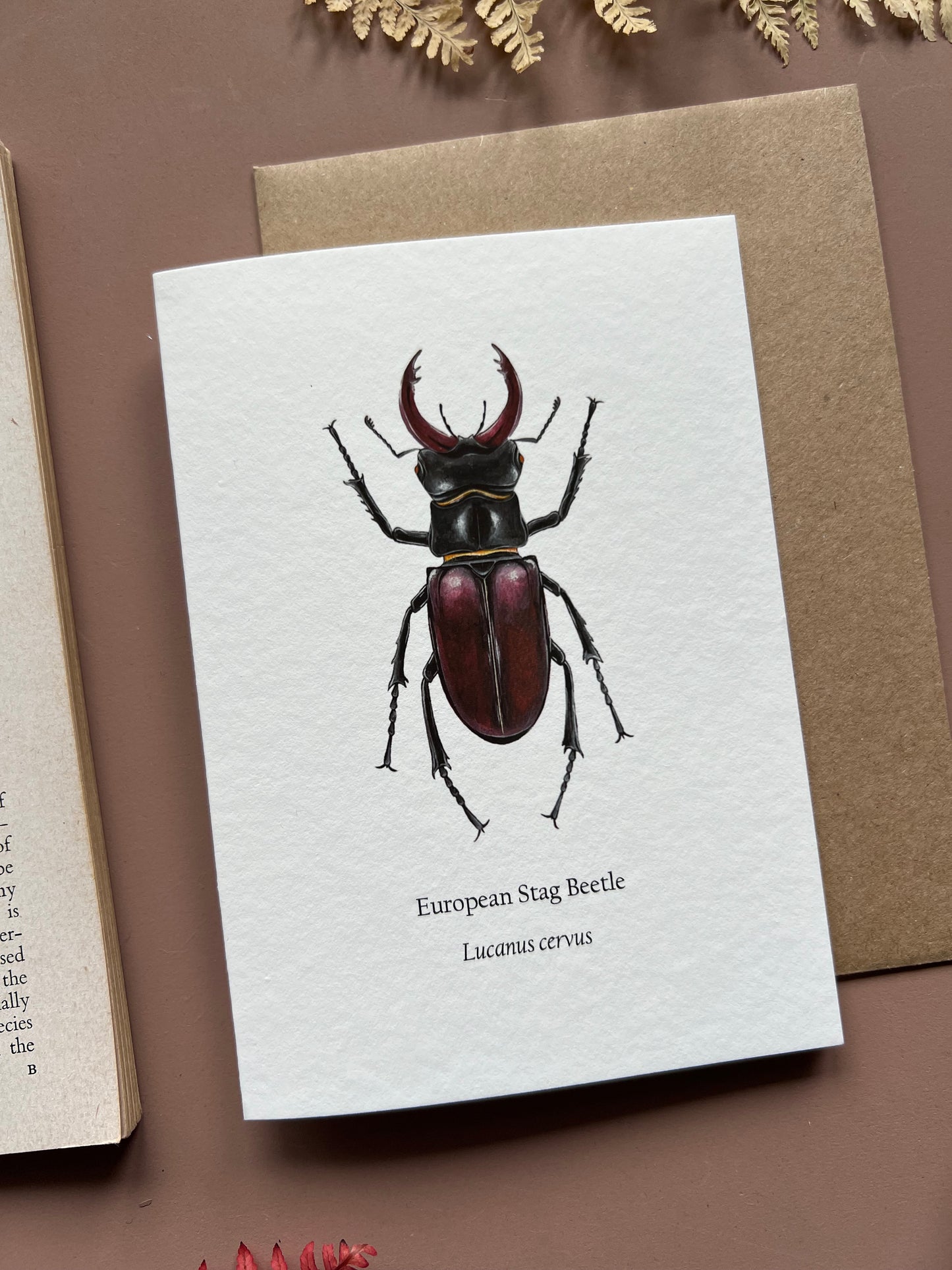 Stag Beetle