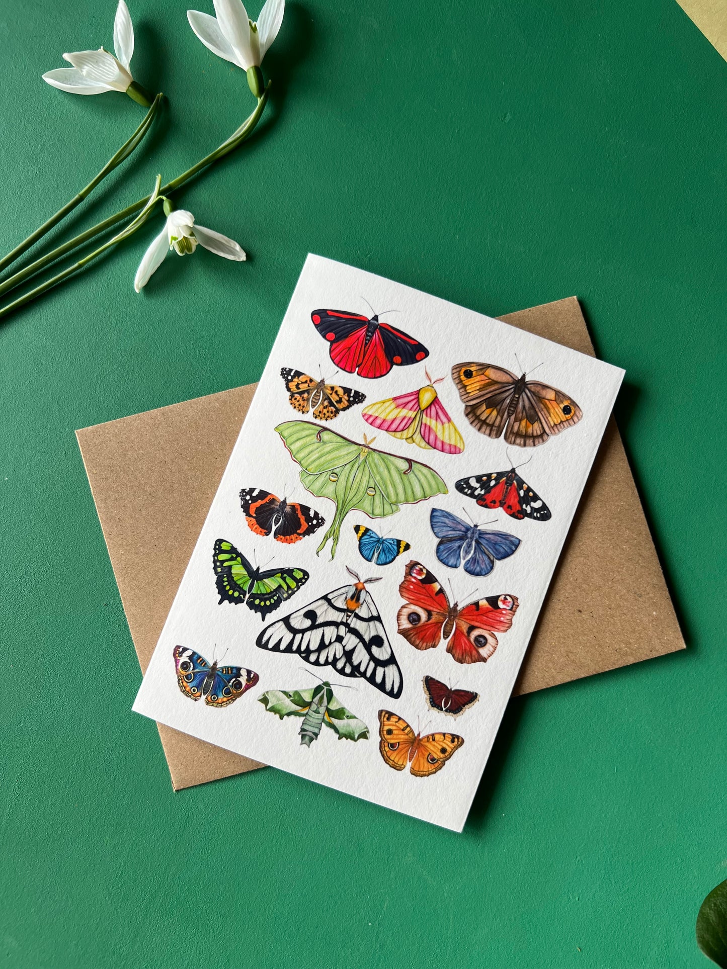 Butterflies and Moths Card