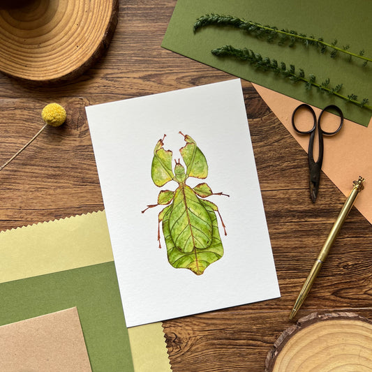 Giant Leaf Insect