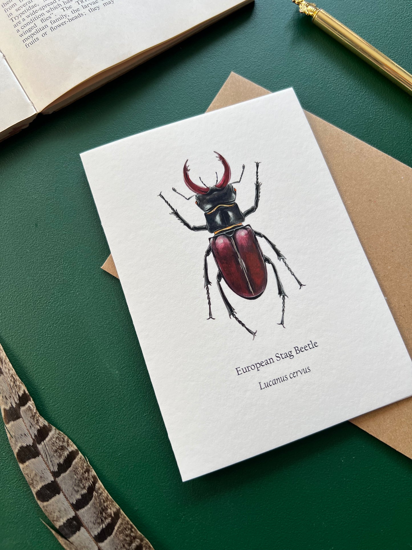 Stag Beetle