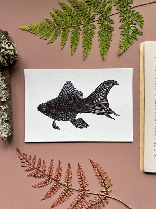 Black Moor Goldfish