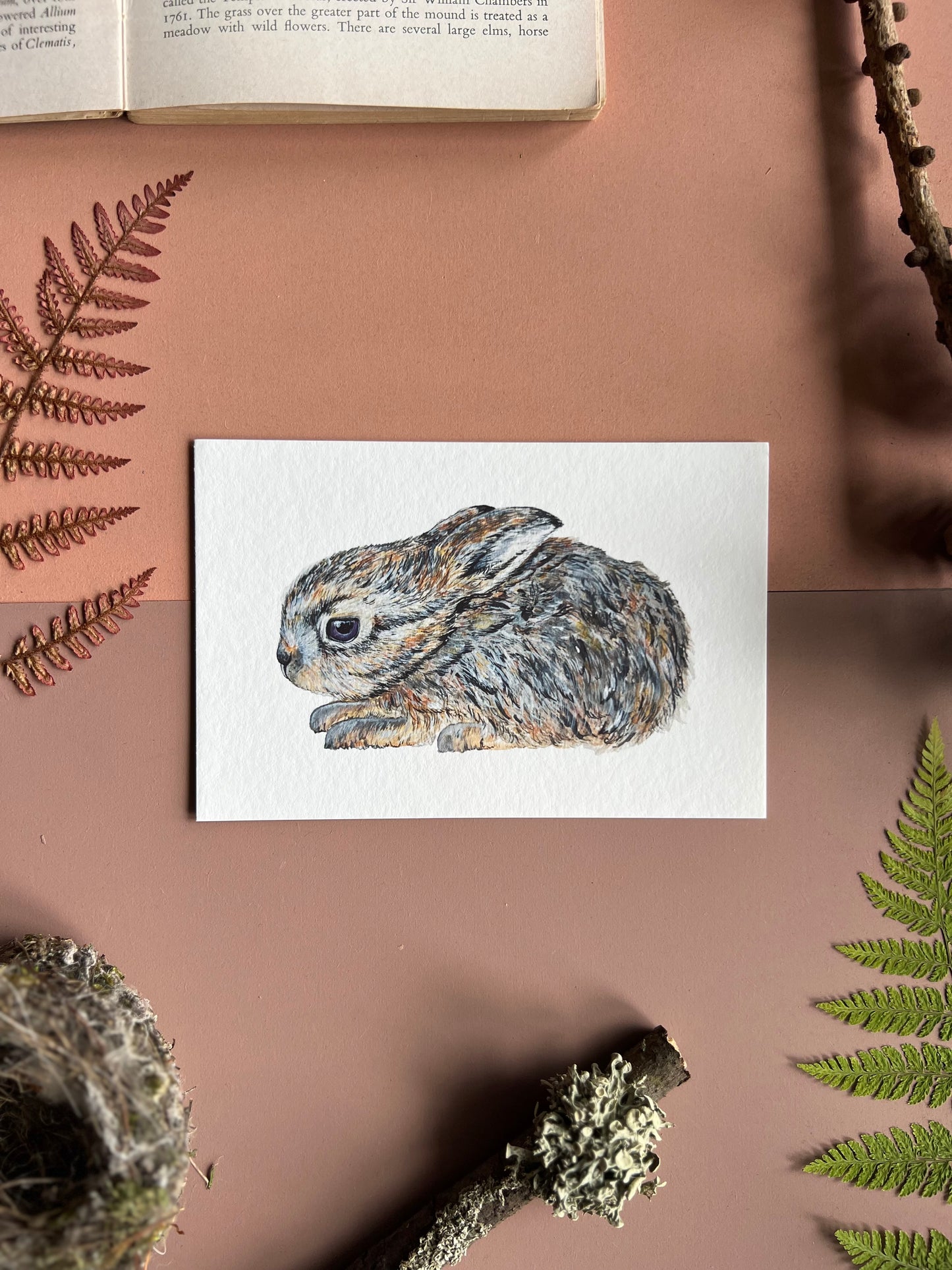 Leveret/ Baby Hare