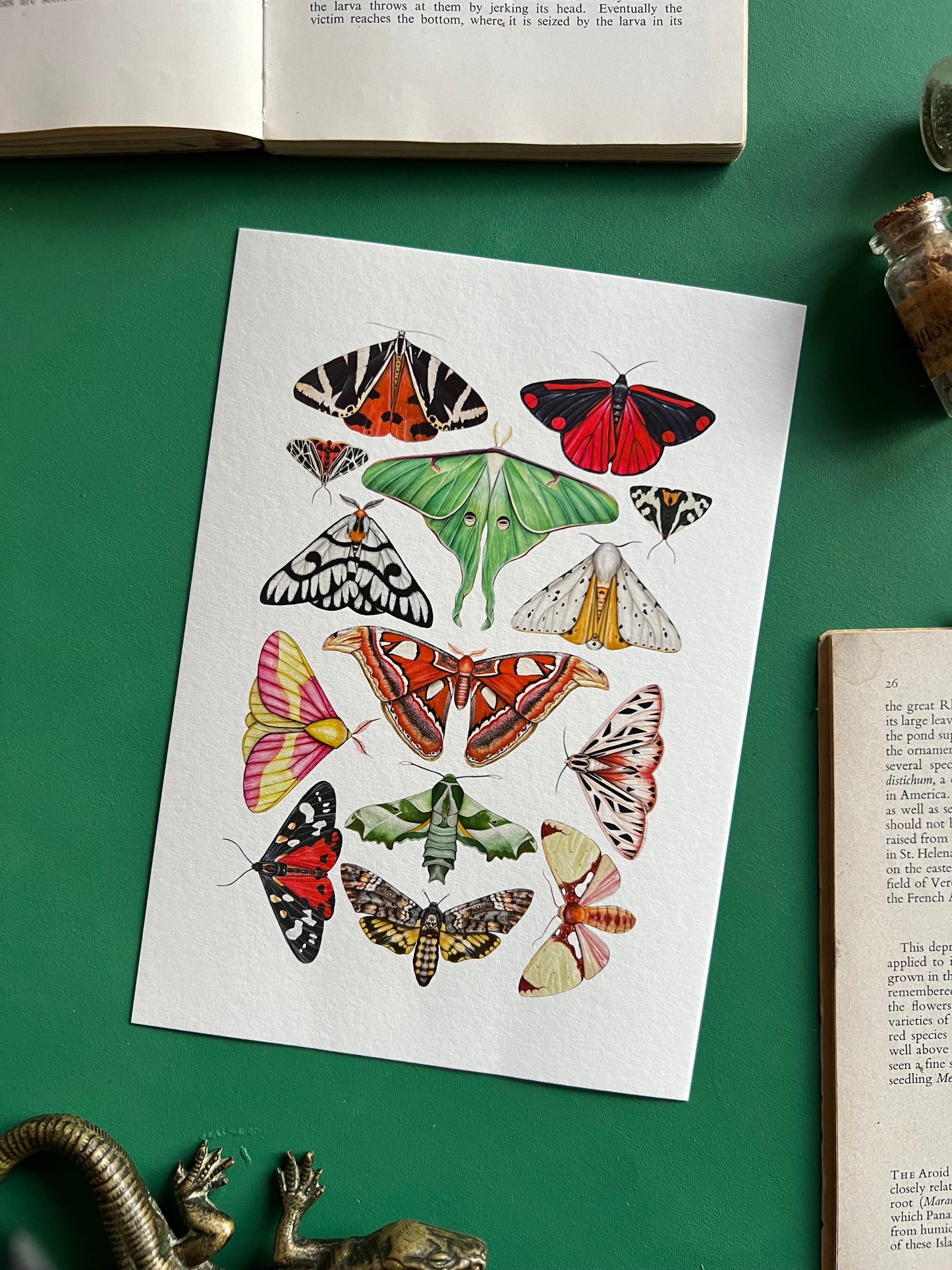 Moths Print
