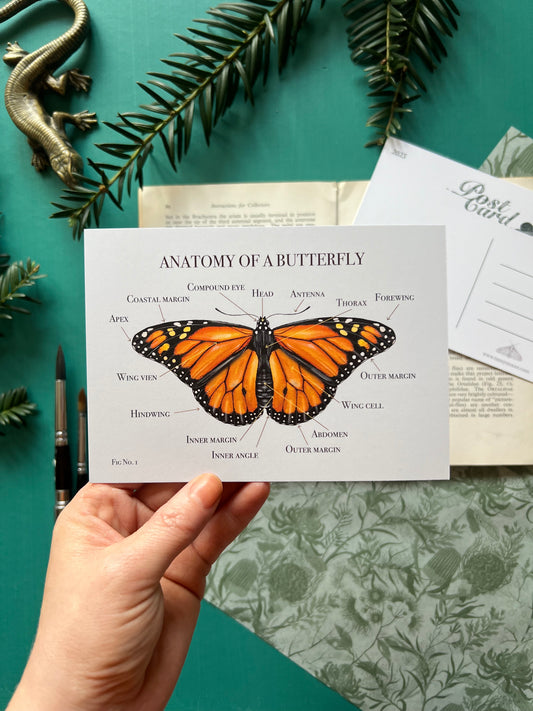 Monarch Butterfly Anatomy