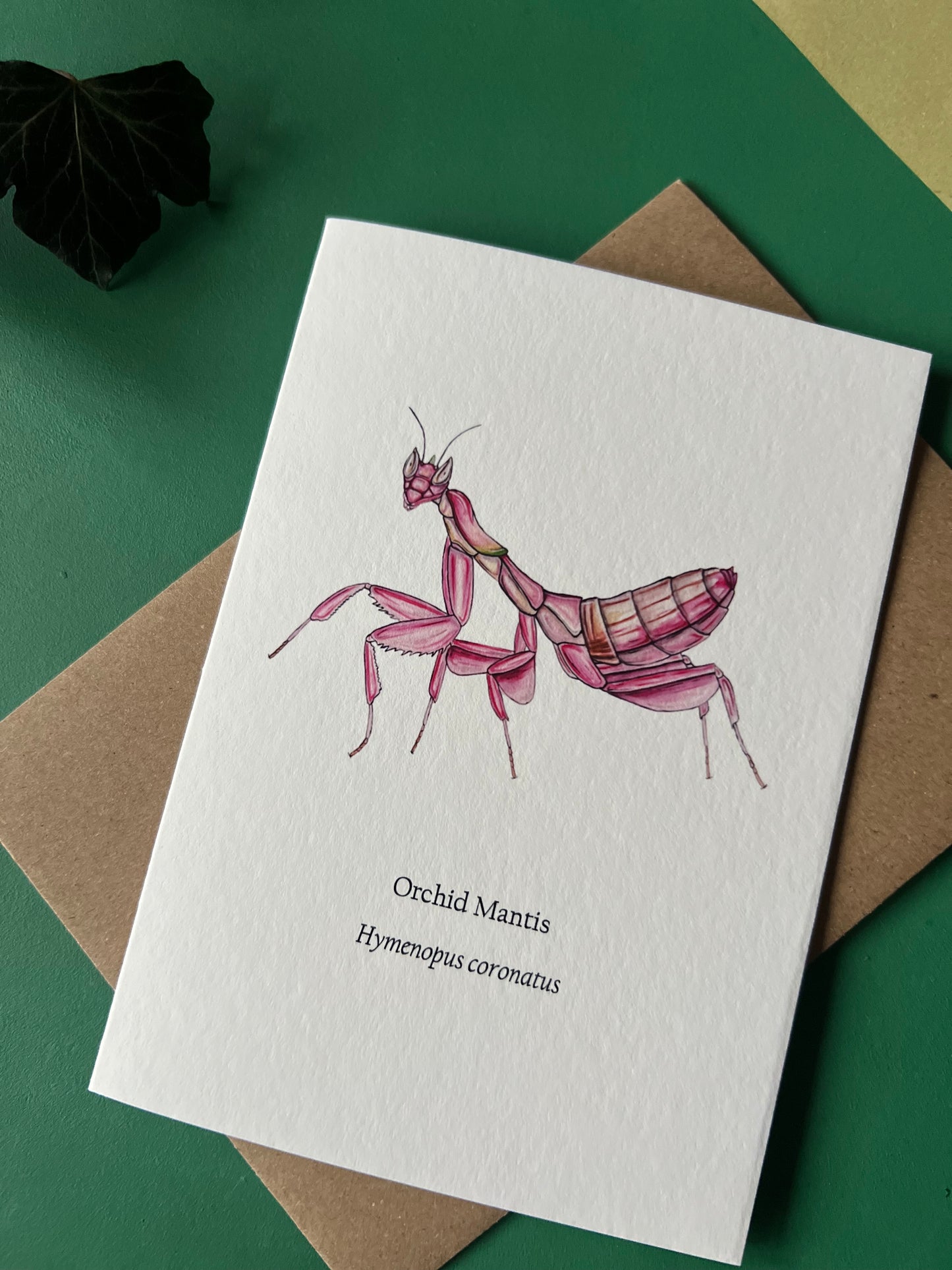Orchid Mantis Card