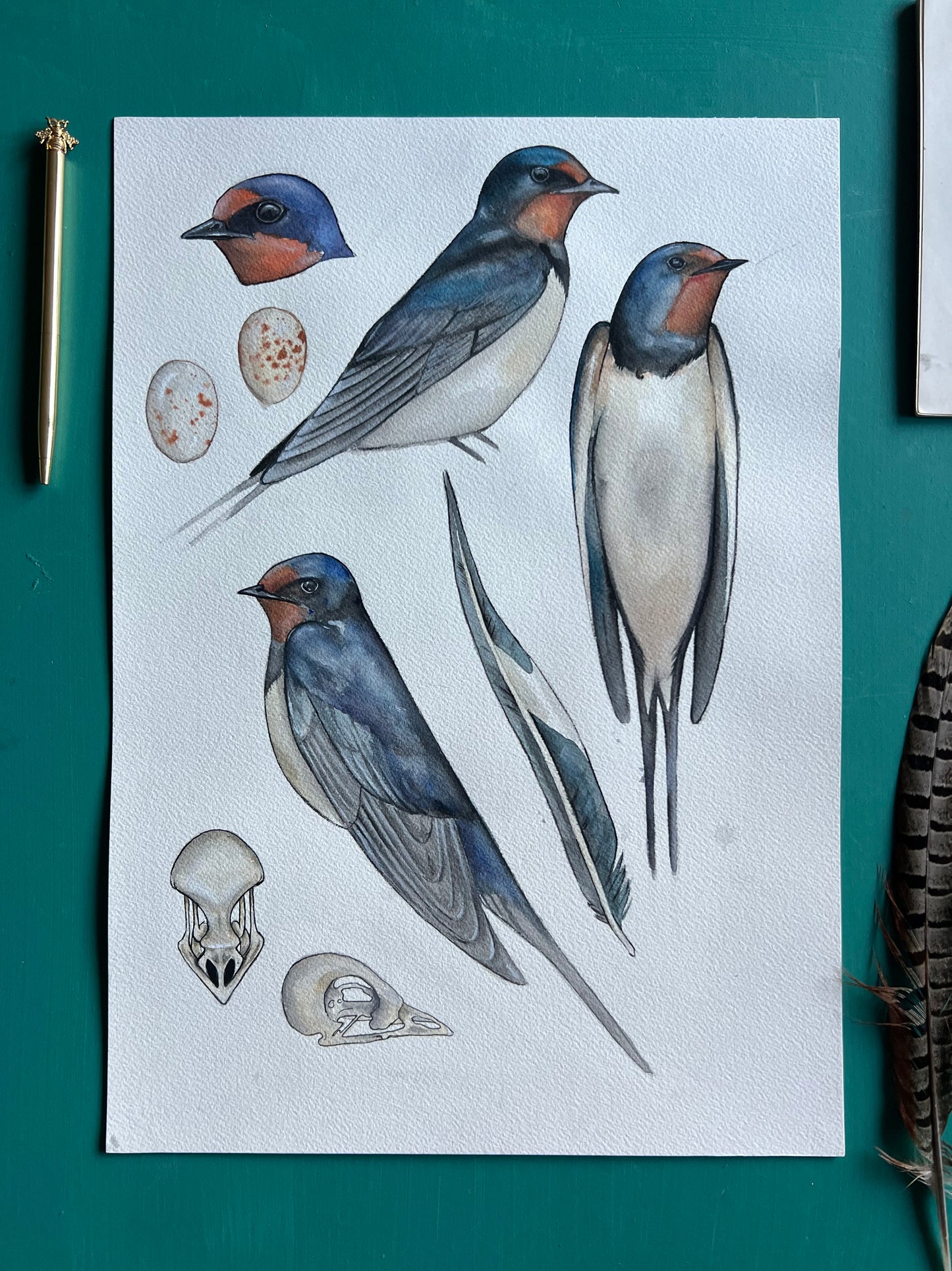 Swallow Study 11.7” x 16.5” (A3)