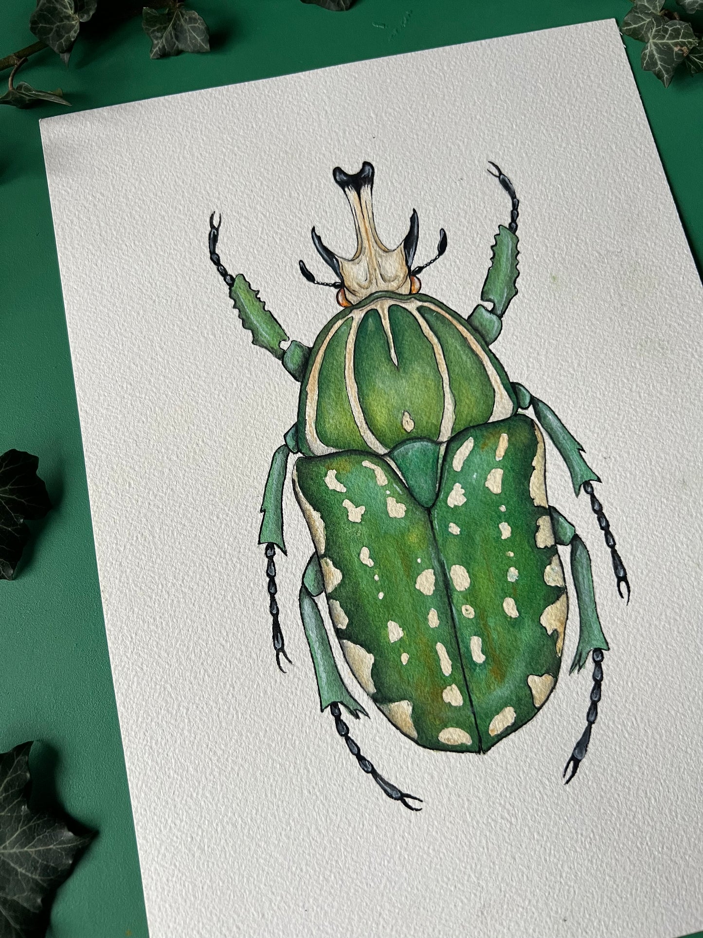 African Fruit Beetle