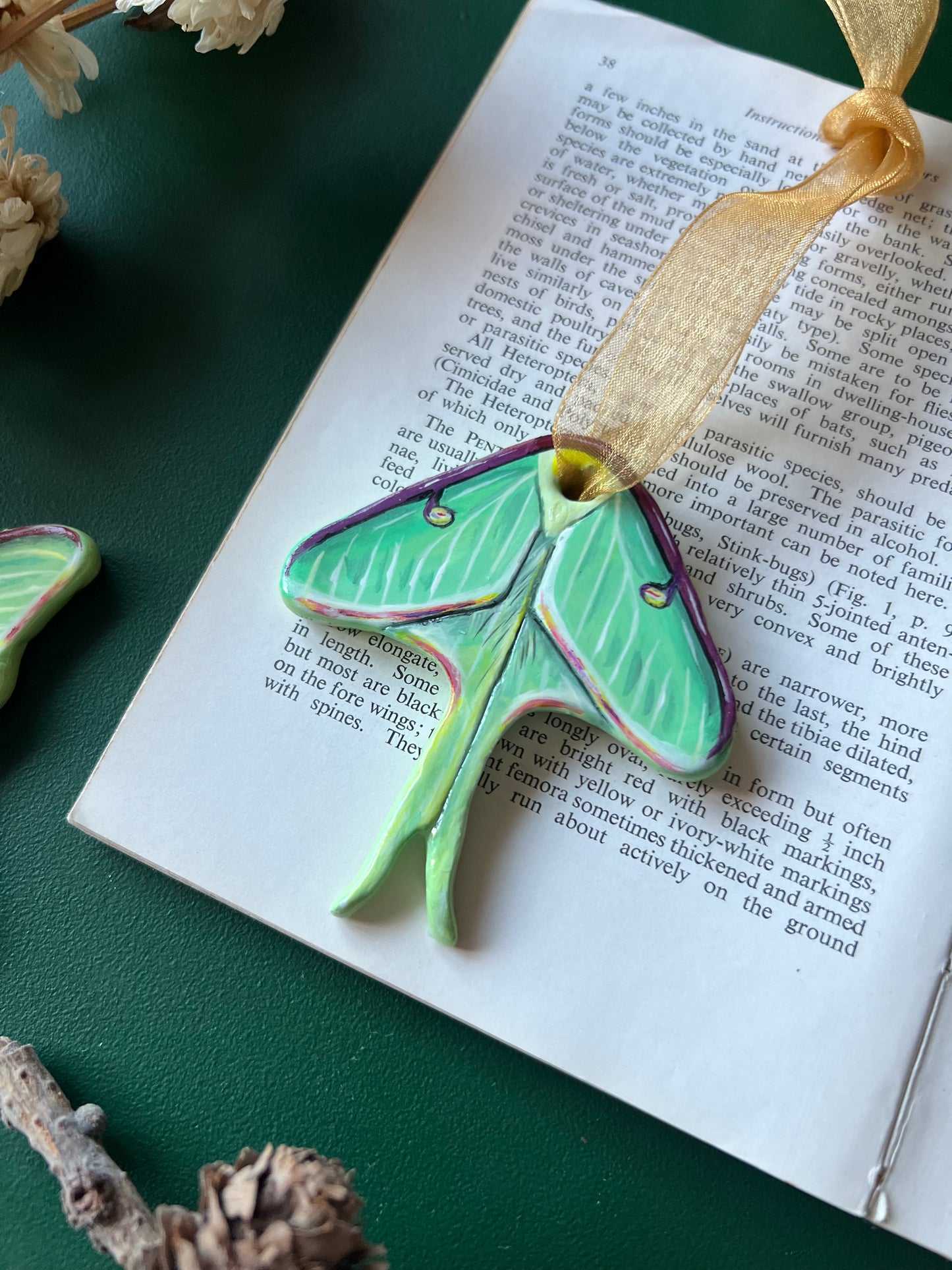 Luna Moth 1