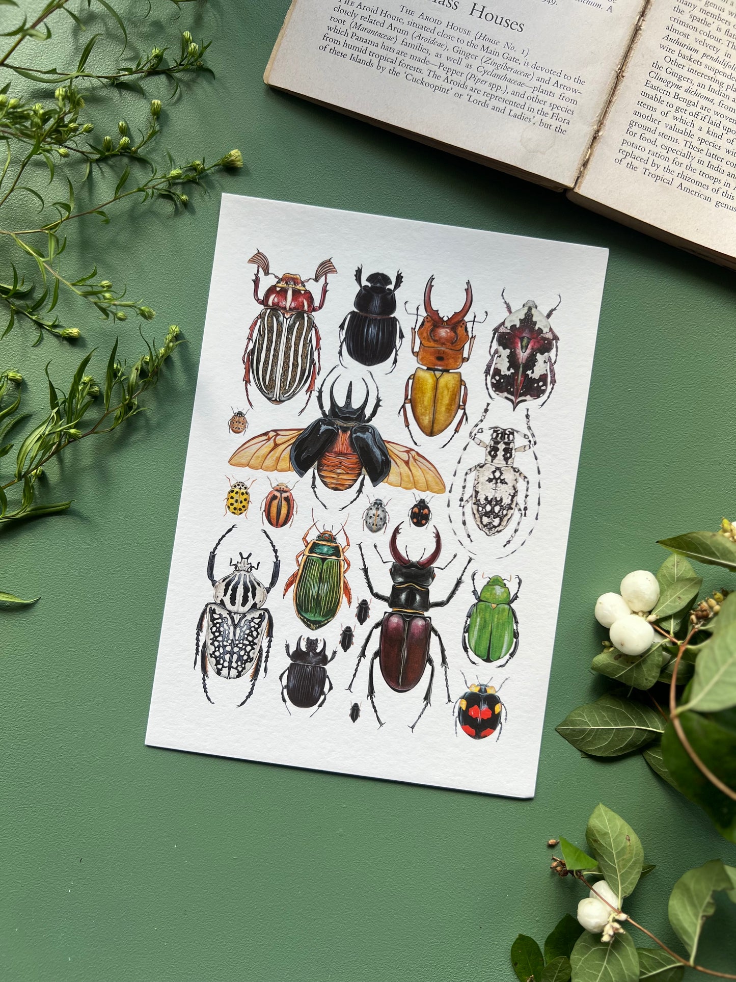 Beetles Print