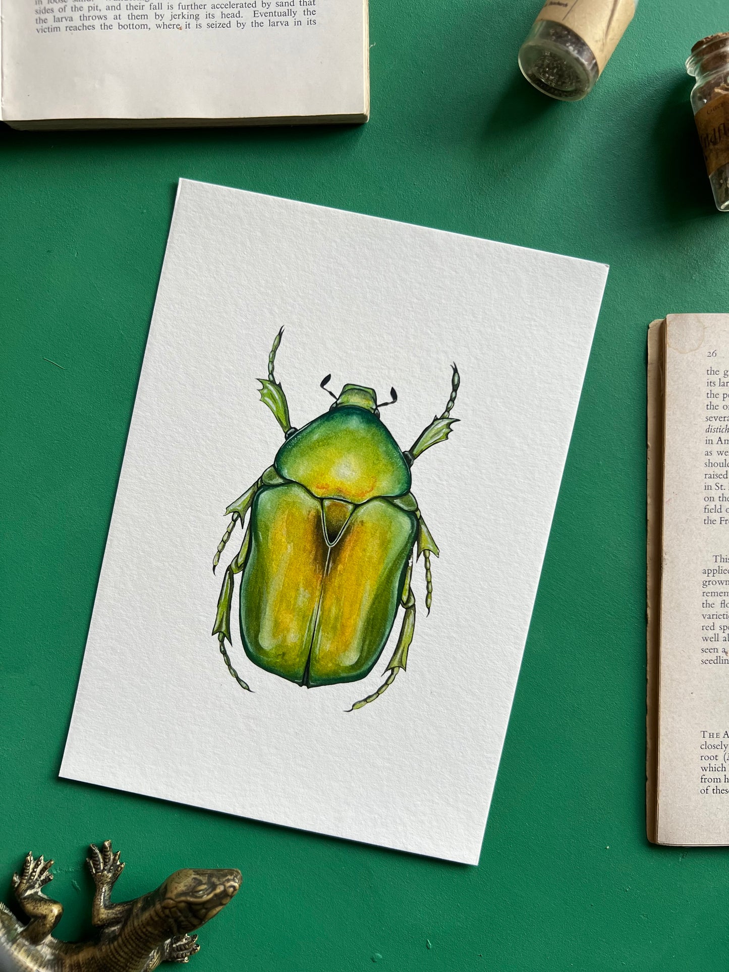 Jewel Flower Beetle // protaetia aeruginosa