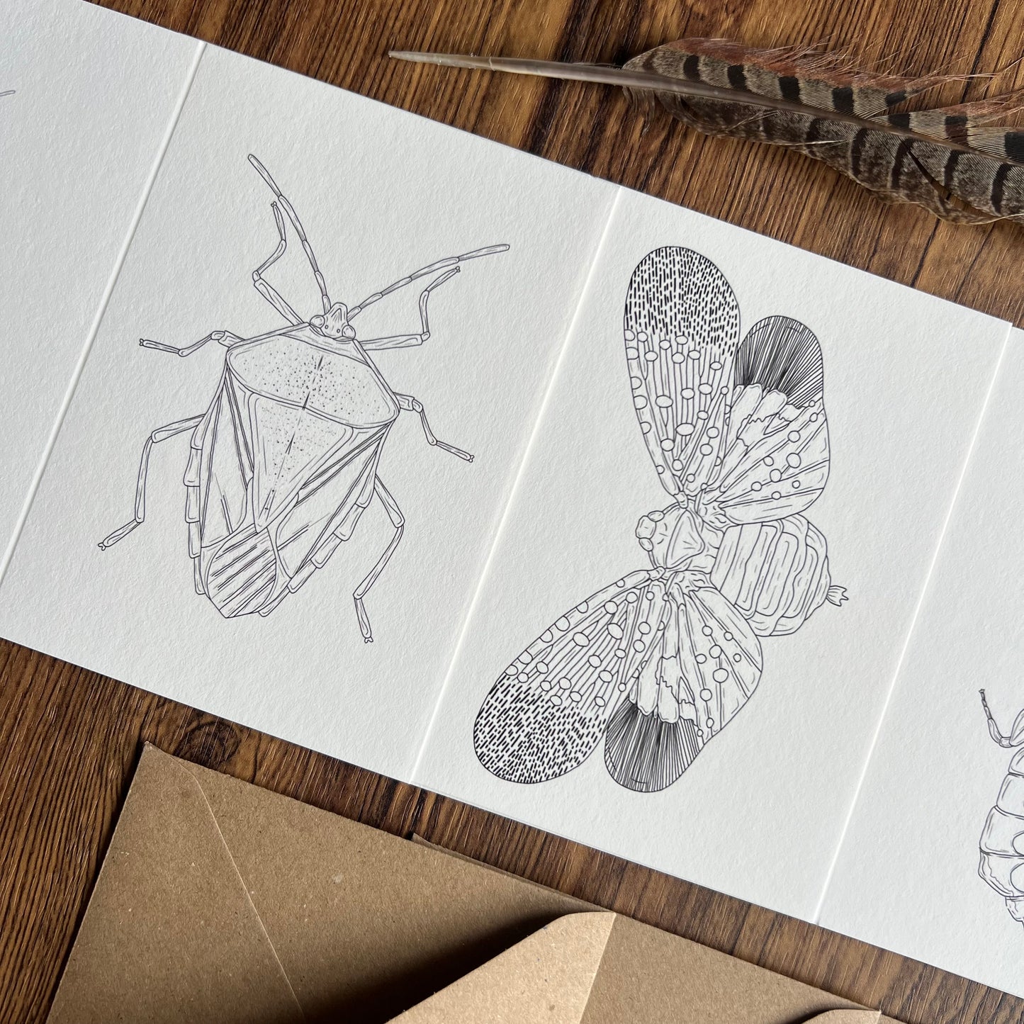 Insects Colouring in Card Set