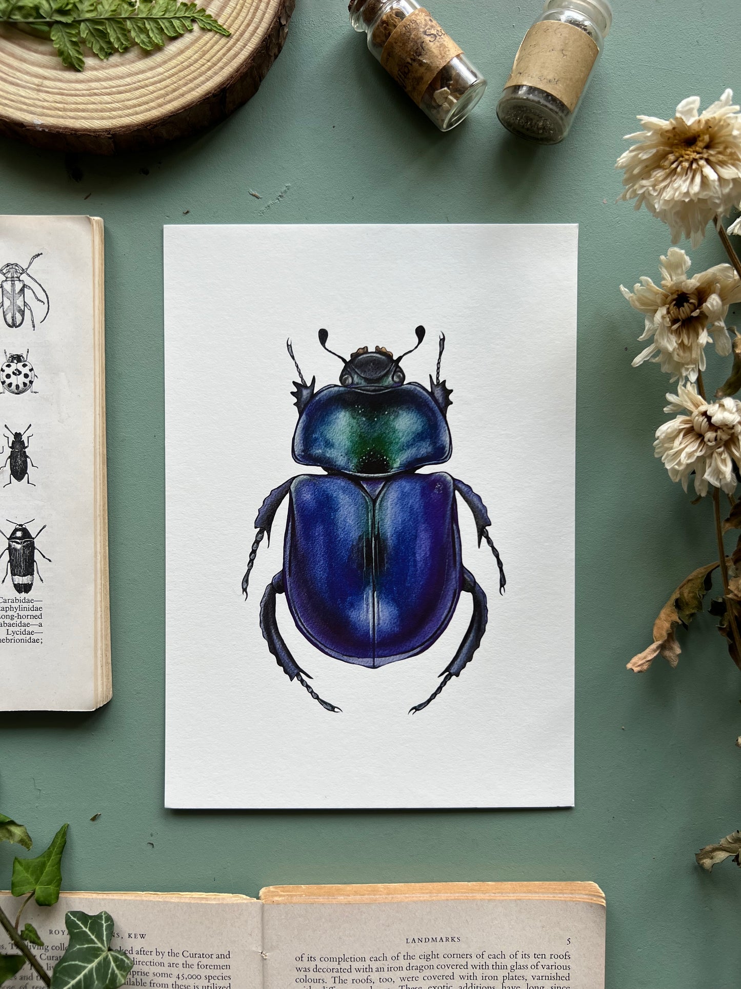 Dor Beetle