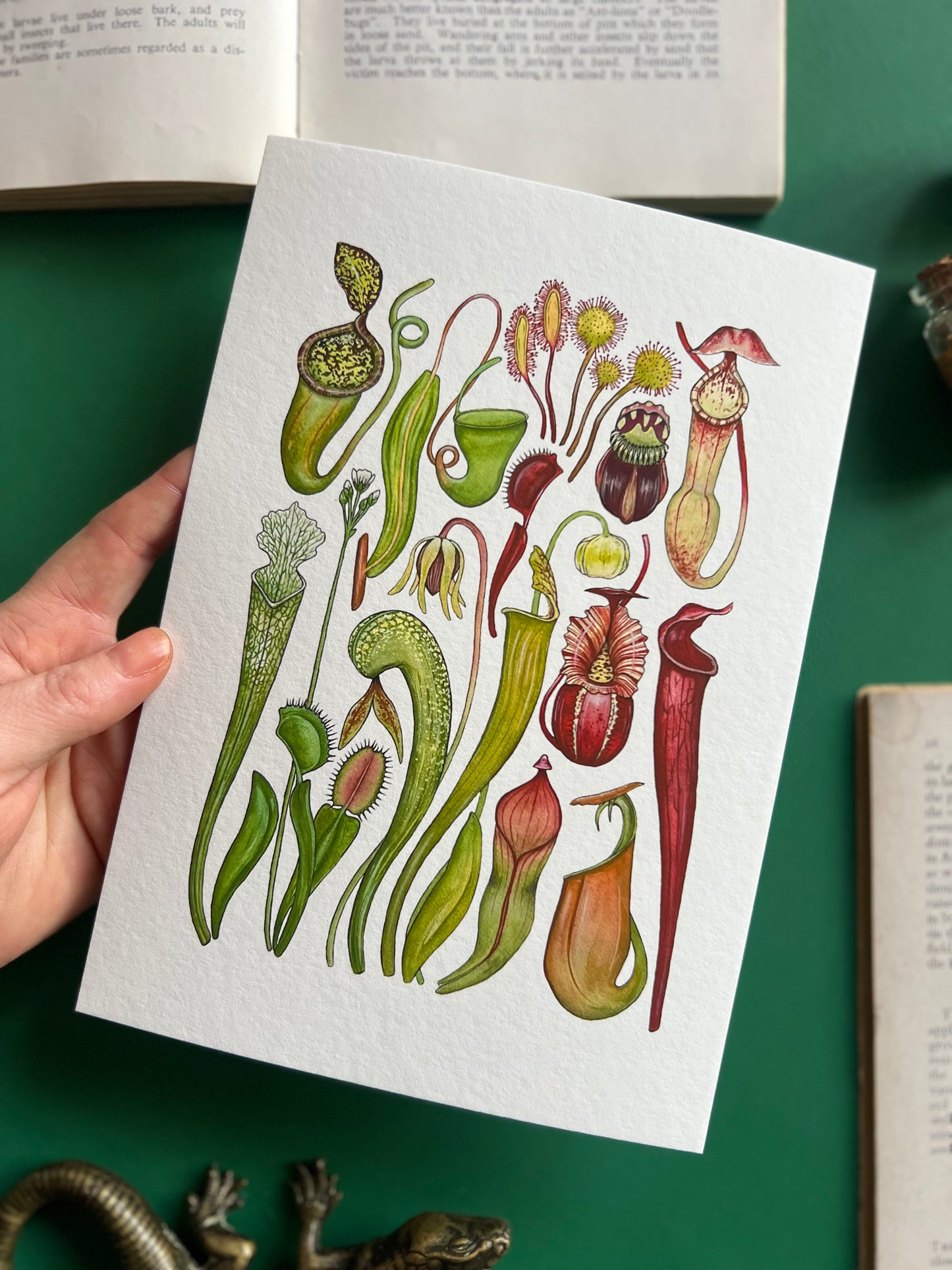 Carnivorous Plants Print